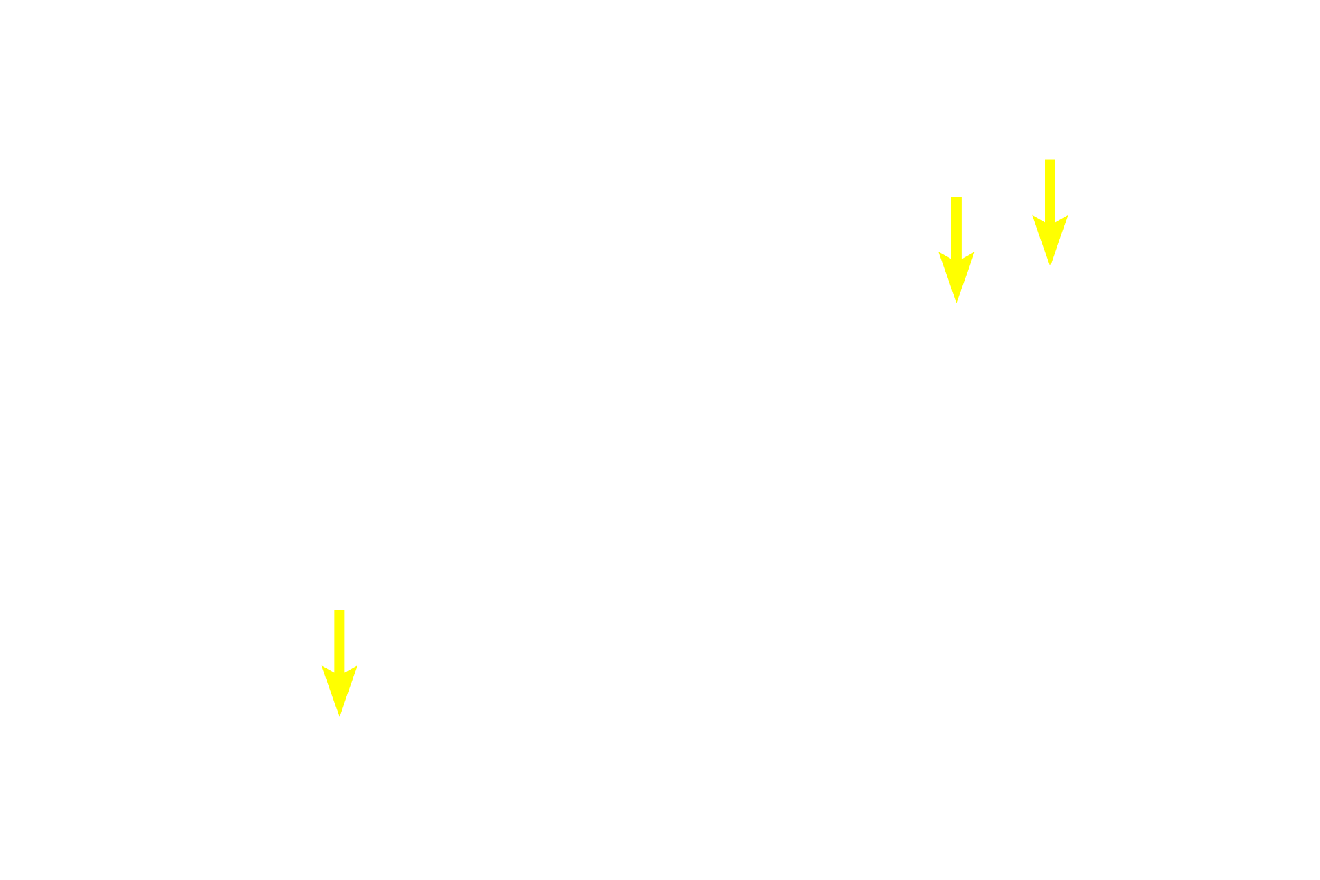 RER <p>With H&E preparations, the Golgi stains faintly pink and its location is indicated by a pale area adjacent to the nucleus in these plasma cells. This lightly stained region is referred to as a “negative GoIgi” that results from the displacement of the abundant, basophilically-stained RER around it.  Plasma cells produce antibodies.  1000x</p>
