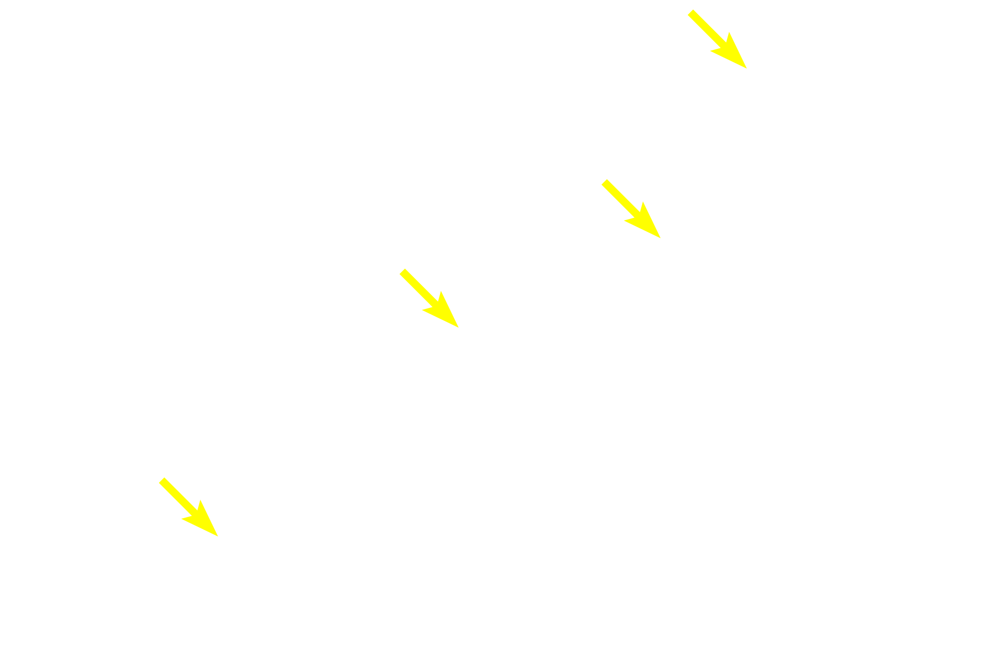 Nuclei <p>With H&E preparations, the Golgi stains faintly pink and its location is indicated by a pale area adjacent to the nucleus in these plasma cells. This lightly stained region is referred to as a “negative GoIgi” that results from the displacement of the abundant, basophilically-stained RER around it.  Plasma cells produce antibodies.  1000x</p>
