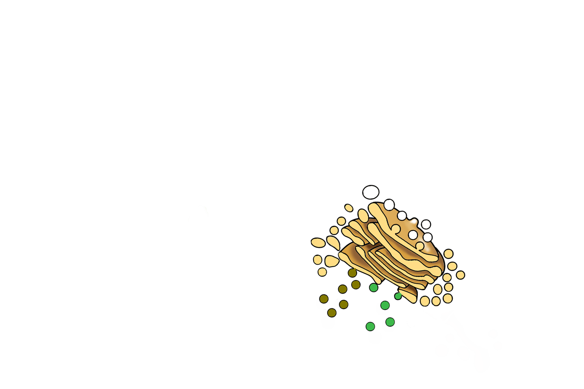 Illustration of the Golgi apparatus > <p>This overlay drawing of the Golgi apparatus shows the relationship of its components.</p>
