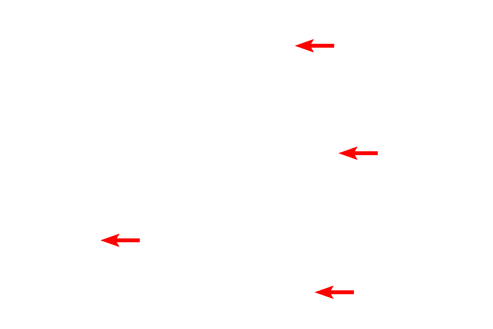 Secretory granules <p>This micrograph shows a relatively small Golgi complex surrounded by a number of secretory granules (vesicles).  These secretory granules will be transported to the cell surface for release by exocytosis. 50,000x</p>
