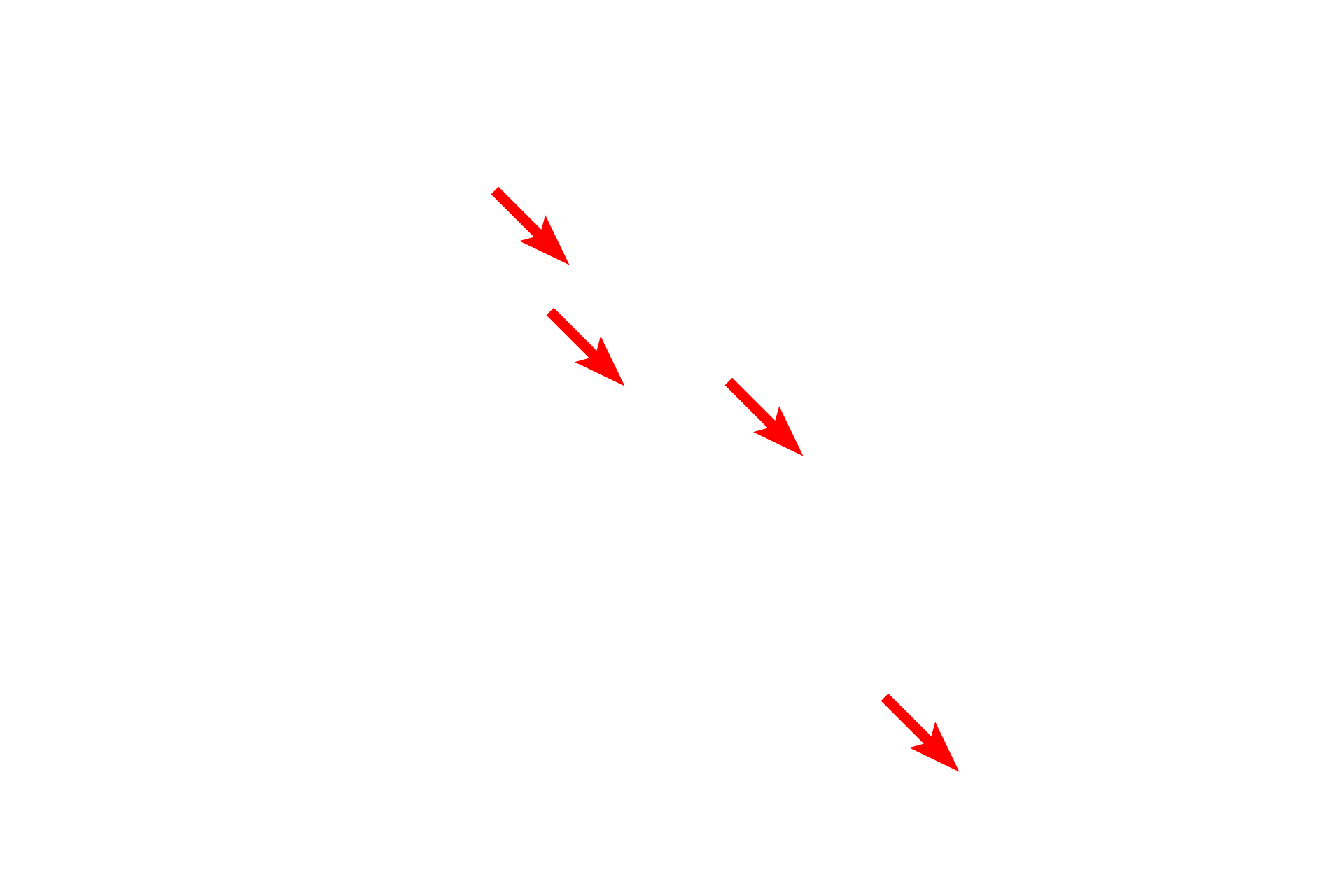  - Nuclei <p>Unlike the single, large lipid droplet seen in adipocytes, lipid can also be present as numerous small droplets in the cytoplasm.  This oviductal epithelium has been fixed with osmium tetroxide, which stabilizes the lipid, preventing it from being extracted by fat solvents used during tissue processing.  Osmium stains a yellowish-brown color.  Toluidine blue stain  1000x</p>
