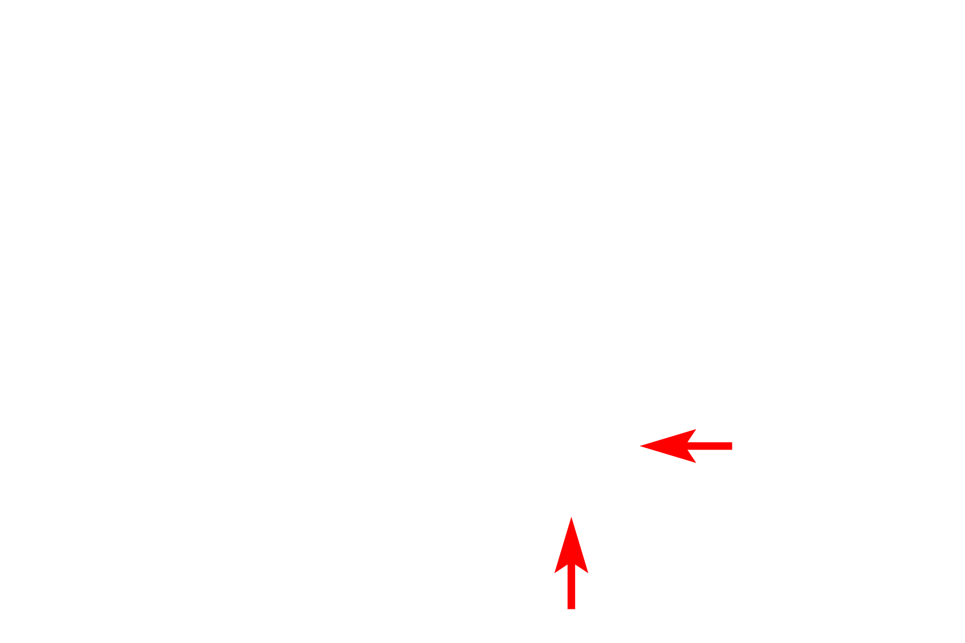 Nuclear envelope > <p>Two membranes surround each nucleus, forming the nuclear envelope.  Arrows indicate the outer nuclear membrane.  Intracellular membranes have a similar structure and appearance as the plasma membrane.</p>
