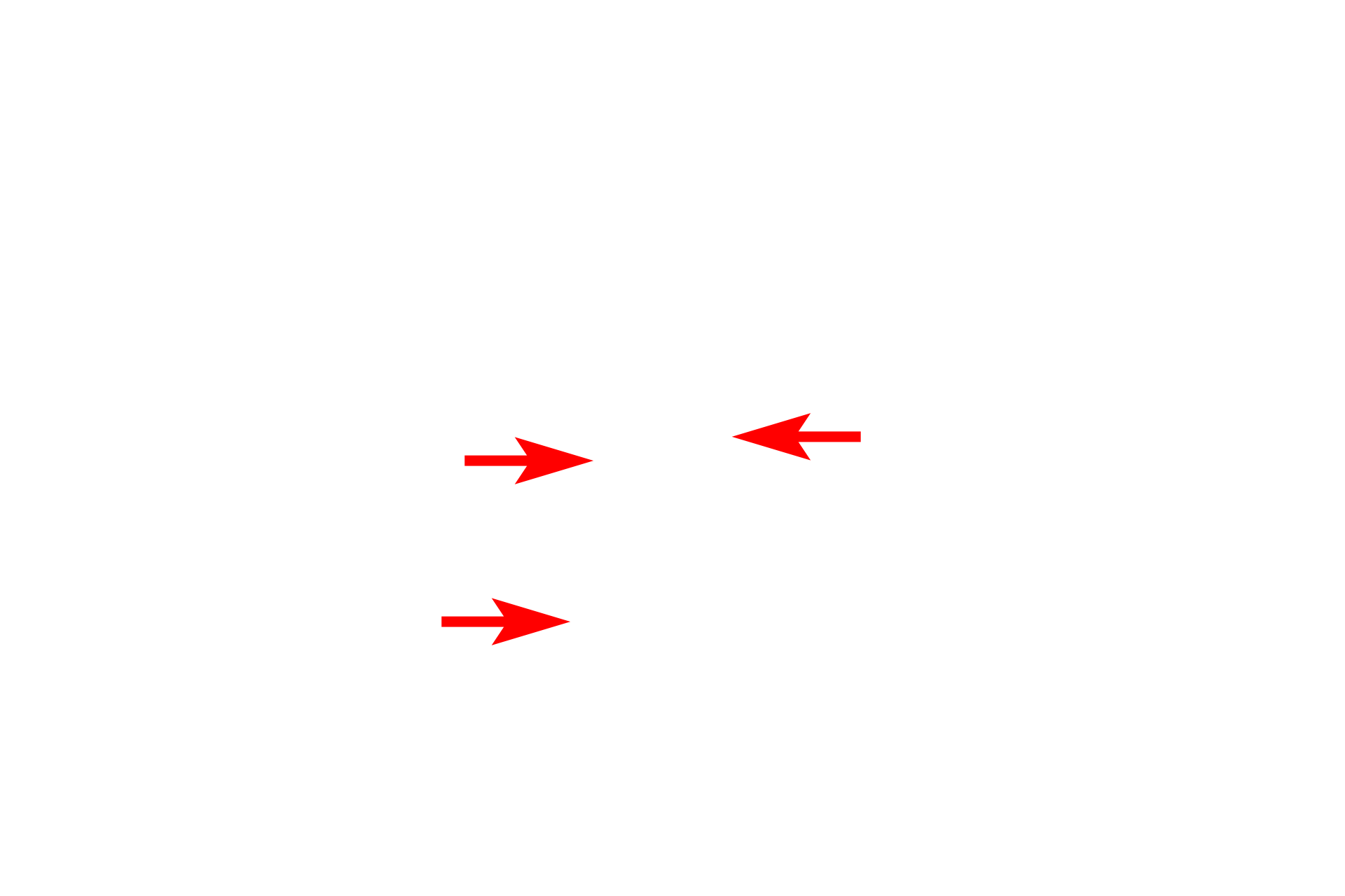 RER > <p>Rough endoplasmic reticulum (RER) is also composed of membranes with a similar structure and appearance as the plasma membrane. RER is studded with ribosomes.</p>
