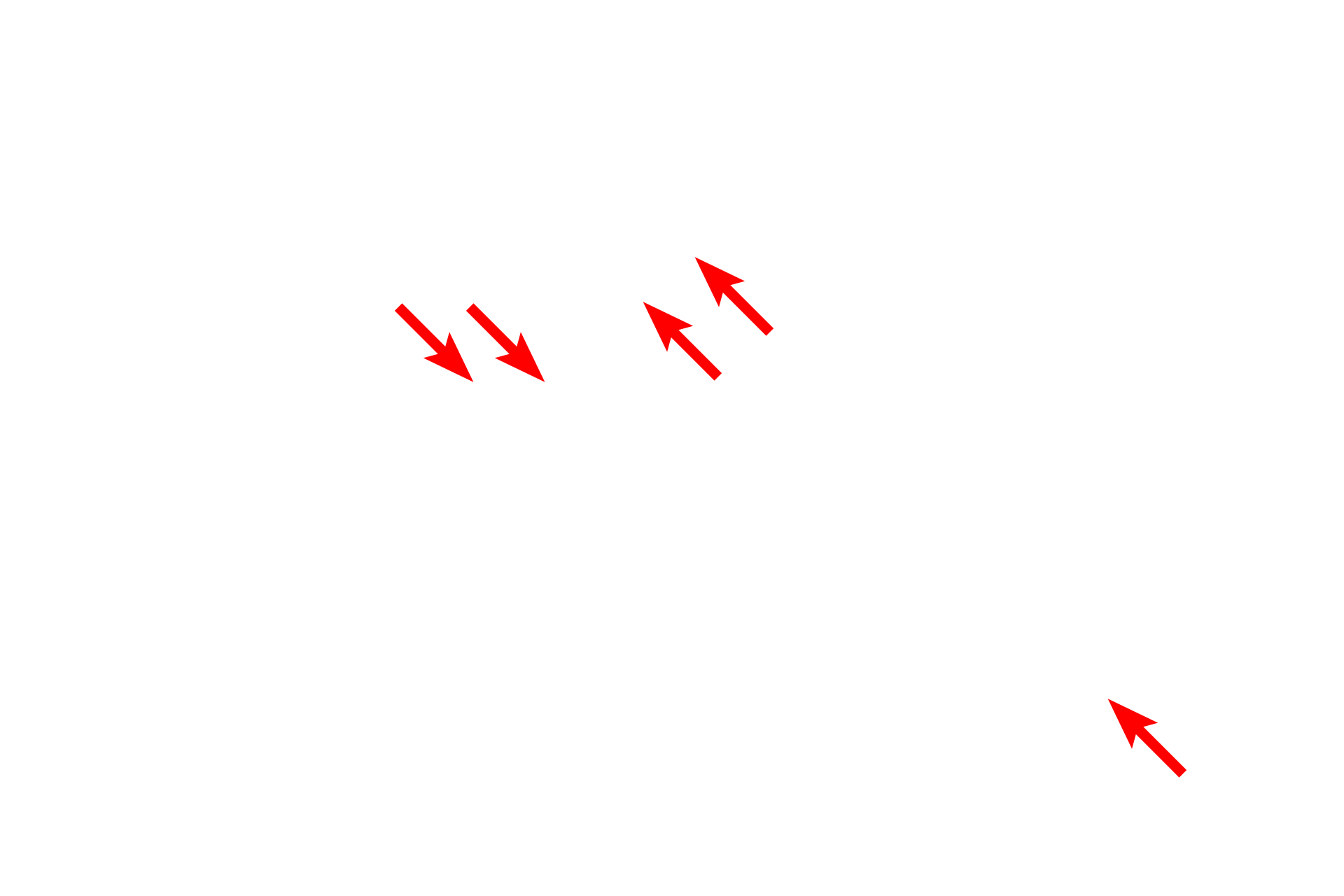  - Outer membrane <p>The mitochondrion is a membranous organelle possessing two membranes, which are readily resolved in this high magnification micrograph.  The inner membrane is folded and projects into the central matrix of the mitochondrion to provide increased surface area.  These fold are called cristae.  60,000x</p>
