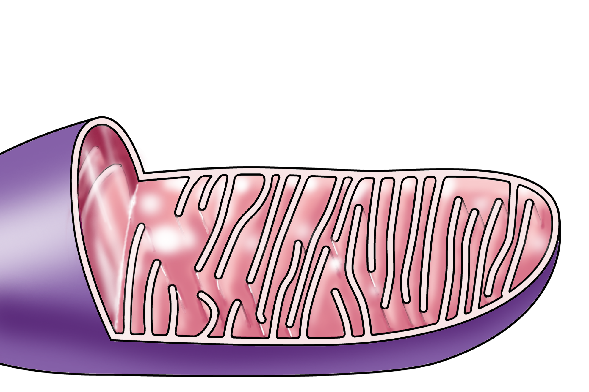 Illustration <p>The mitochondrion is a membranous organelle possessing two membranes, which are readily resolved in this high magnification micrograph.  The inner membrane is folded and projects into the central matrix of the mitochondrion to provide increased surface area.  These fold are called cristae.  60,000x</p>
