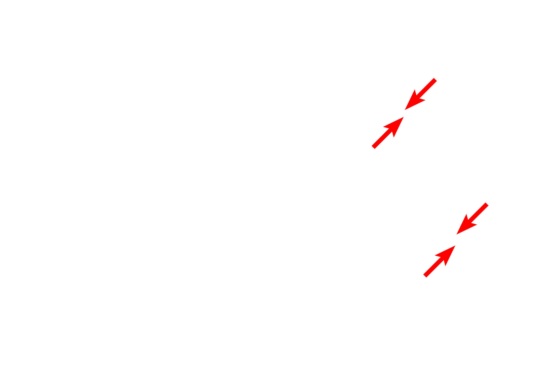 Plasma membranes <p>Membranes are present at the cell surface and also form membranous intracellular organelles, such as RER, mitochondria and vesicles.  All membranes consist of a phospholipid bilayer composed of cholesterol and protein; integral membrane proteins span the bilayer; peripheral proteins associate with the membrane surface.  Membranes are 8-10 nm in thickness.  45,000x</p>
