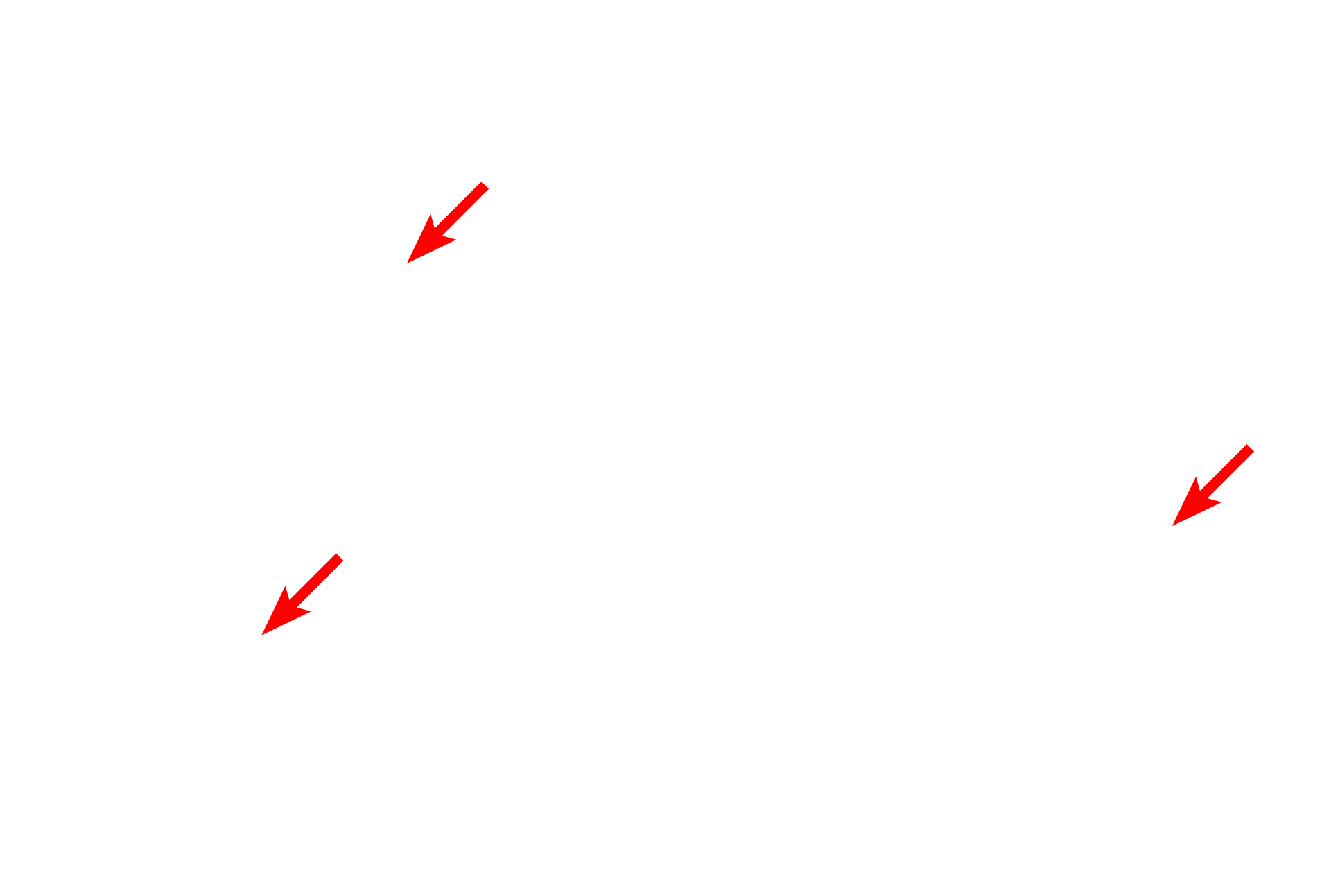 Mitochondria > <p>Intracellular membranes, e.g., those associated with mitochondria, also possess a structure and appearance similar to the plasma membrane.  Mitochondria possess two membranes.</p>
