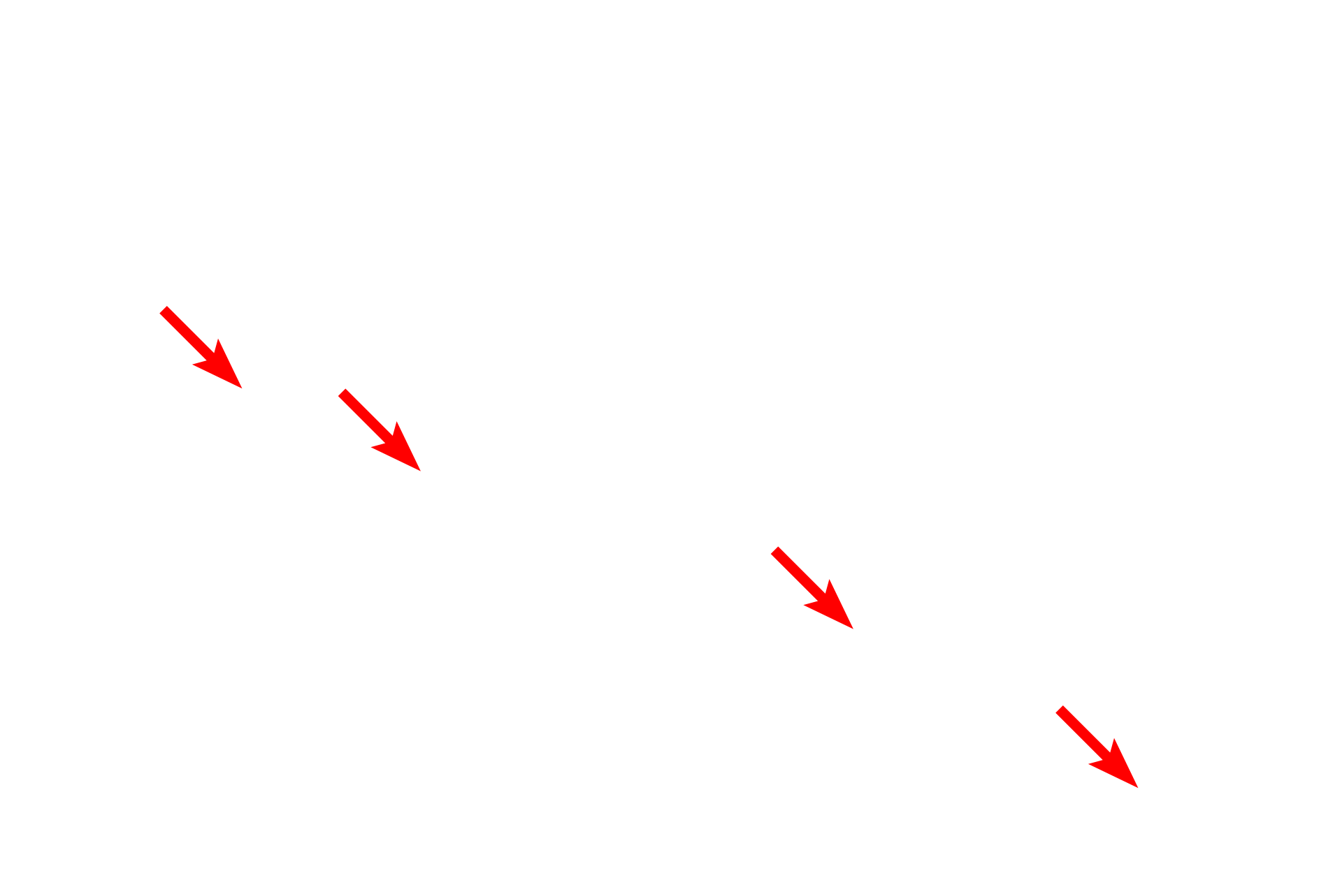 Cellular extensions > <p>The intercellular space contains numerous cellular extensions.</p>

