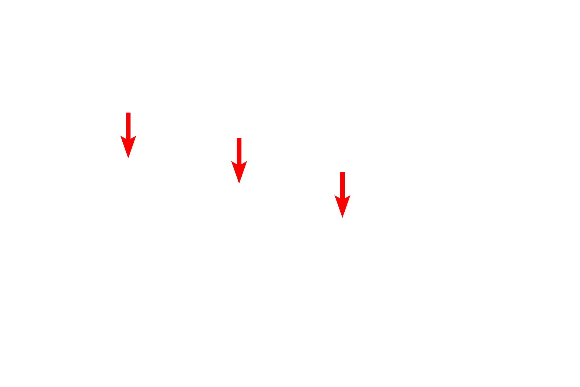  - Outer nuclear membrane <p>Membranes form a major component of a number of intracellular organelles.  These membranes have the same lipid and protein organization as the plasma membrane.  This image shows the two membranes forming the nuclear envelope, as well as those composing rough endoplasmic reticulum (RER), smooth endoplasmic reticulum (SER) and mitochondria. 38,000x</p>
