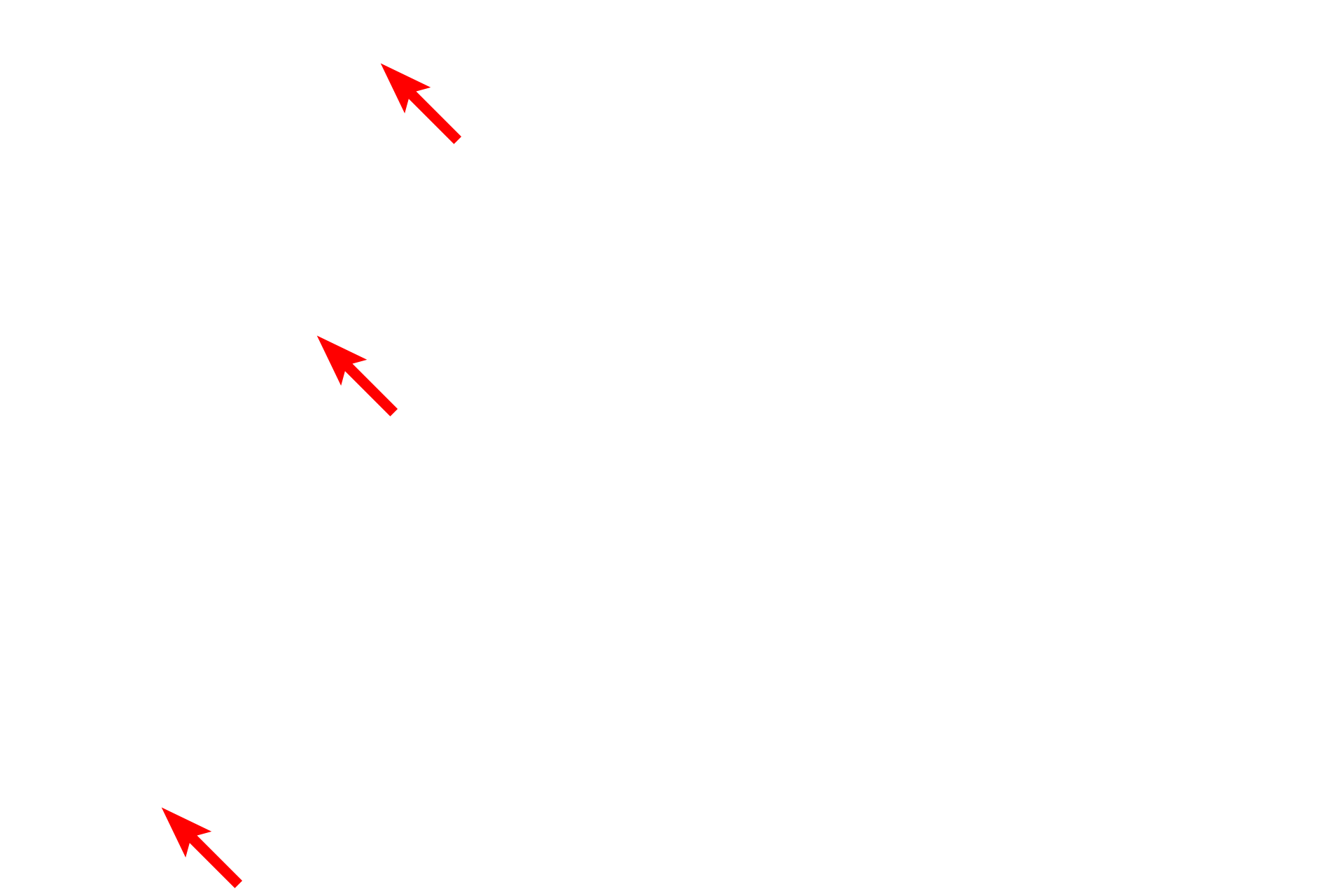 Mitochondria <p>This electron micrograph illustrates intracellular membranes, such as SER, RER and the two membranes of the nuclear envelope.  Mitochondria are also composed of two membranes, though they cannot be readily distinguished at this magnification.  Also visible is the connection between the nuclear envelope and the RER.  30,000x</p>
