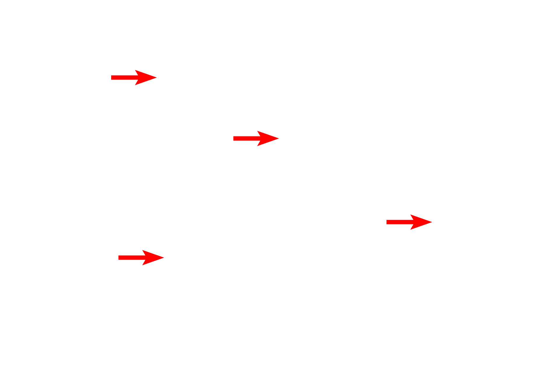  - Mitochondria <p>Active cells have abundant mitochondria.  In this toluidine blue-stained section of liver, mitochondria appear as small dots or irregular shapes that are just barely visible with the light microscope.  1000x</p>
