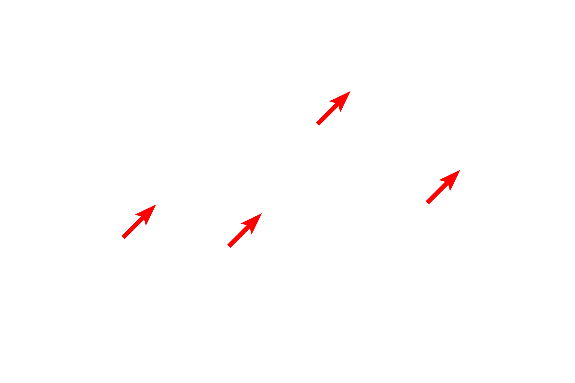  - Nuclei <p>Active cells have abundant mitochondria.  In this toluidine blue-stained section of liver, mitochondria appear as small dots or irregular shapes that are just barely visible with the light microscope.  1000x</p>
