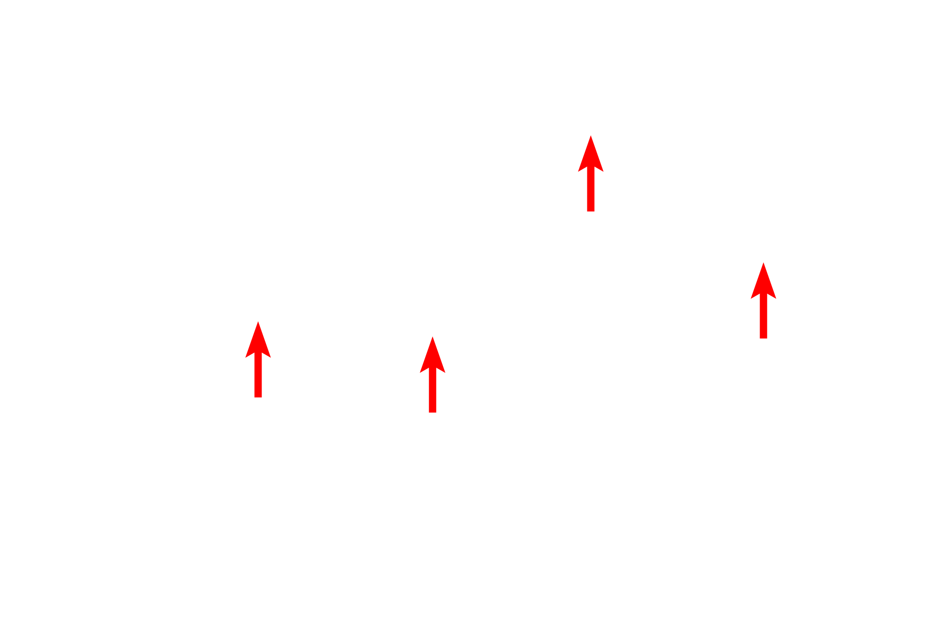  -- Nucleoli <p>Active cells have abundant mitochondria.  In this toluidine blue-stained section of liver, mitochondria appear as small dots or irregular shapes that are just barely visible with the light microscope.  1000x</p>
