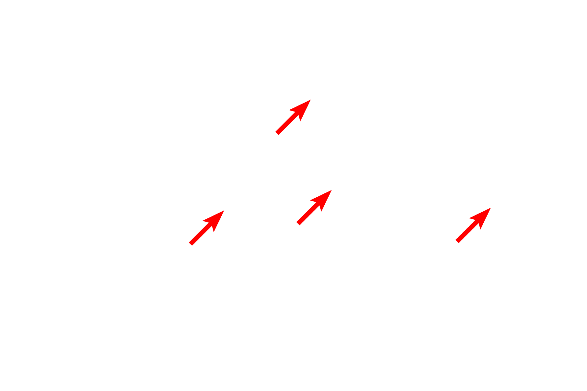  - Plasma membranes <p>Active cells have abundant mitochondria.  In this toluidine blue-stained section of liver, mitochondria appear as small dots or irregular shapes that are just barely visible with the light microscope.  1000x</p>
