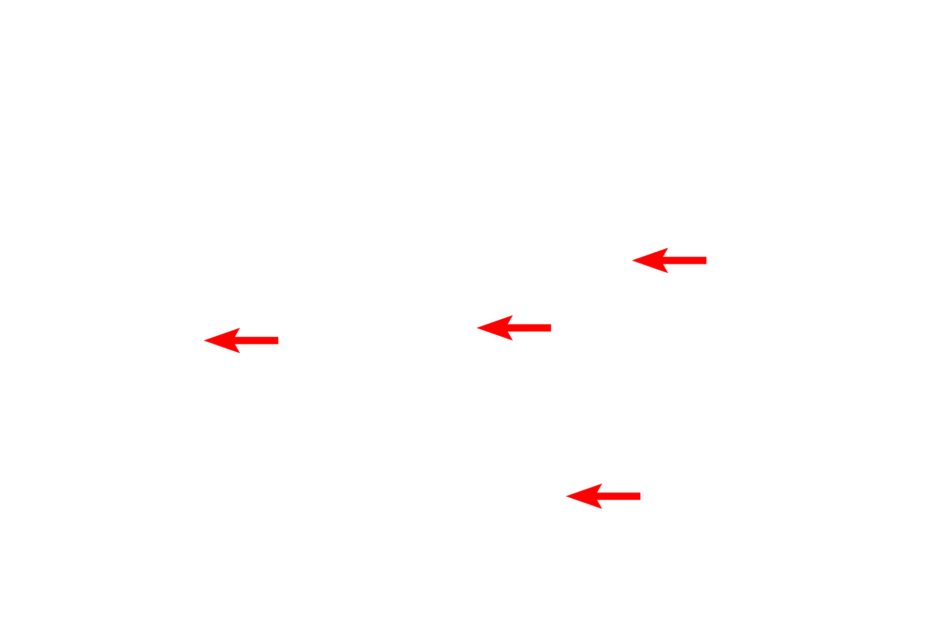 Nuclei <p>Mitochondria appear as dark irregular structures In this toluidine blue-stained section of the cells forming a kidney tubule.  Mitochondria are mostly concentrated in rows at the bases of the cells where high energy is required.  1500x</p>
