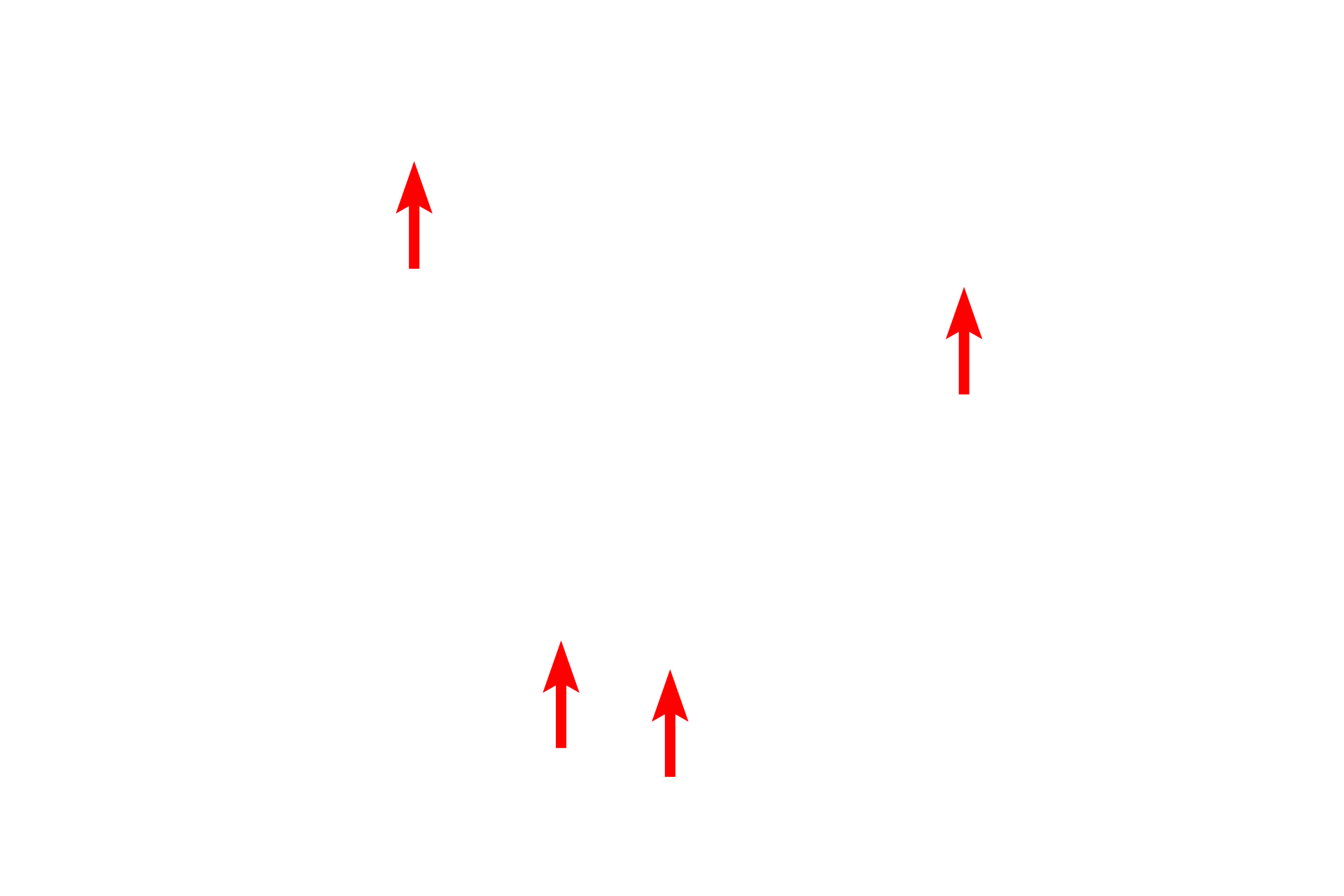  - Cristae <p>This electron micrograph of a liver cell shows a large number of mitochondria in this active liver cell.  Mitochondria vary in size and shape and are composed of two membranes, with the inner membrane extending into the matrix as shelf-like folds call cristae.  Mitochondria also store calcium in electron dense matrix granules.  Liver 20,000x</p>
