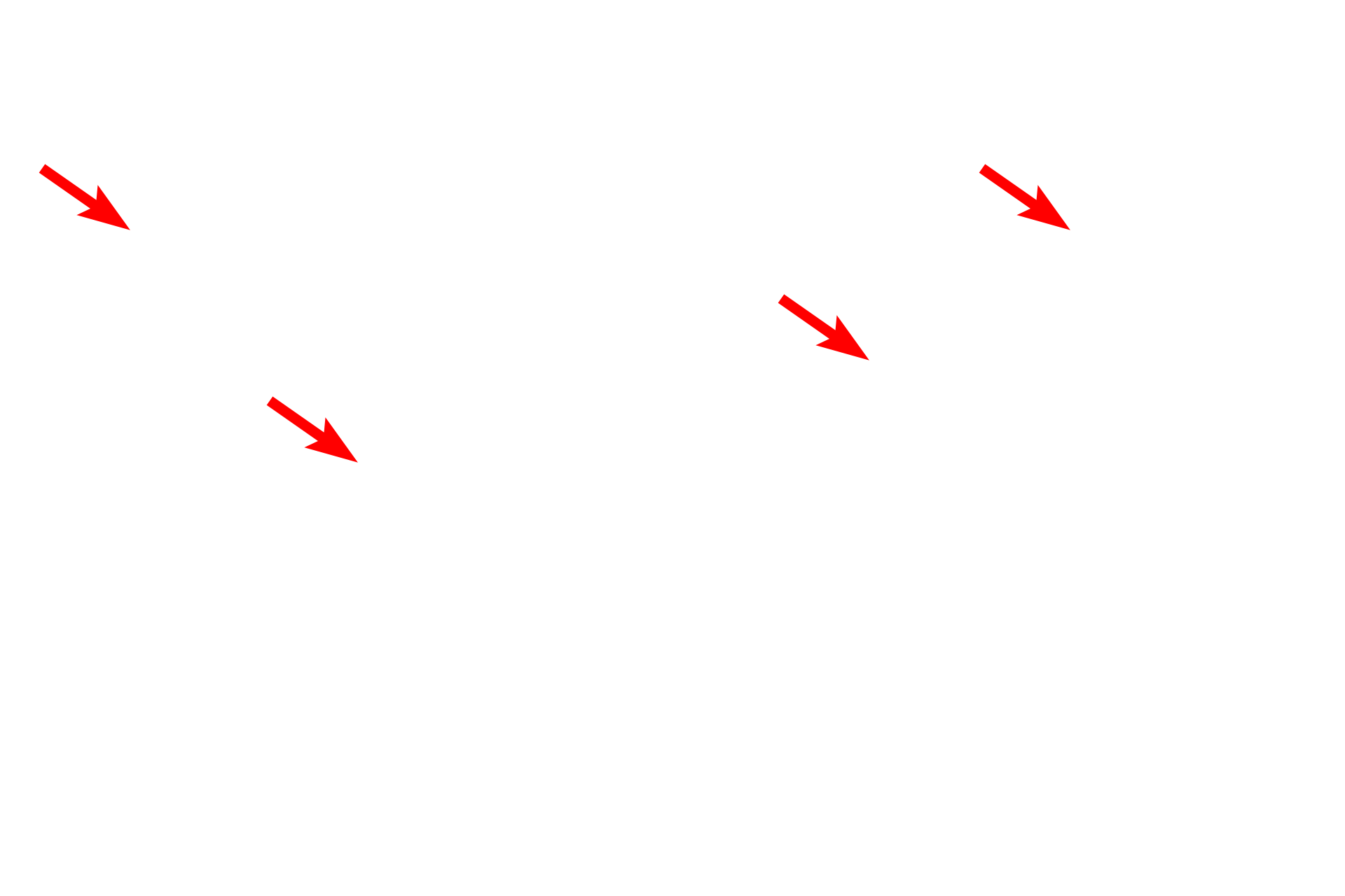 RER <p>This electron micrograph shows numerous mitochondria with extensive, shelf-like cristae.  The mitochondrion is composed of two unit membranes, the inner one of which is folded to form cristae.  Located along the cristal membrane are the enzymes in the respiratory chain, which are essential for oxidative phosphorylation.  The cristae are surrounded by the matrix which contains the enzymes in the Krebs cycle.  Liver 40,000x</p>
