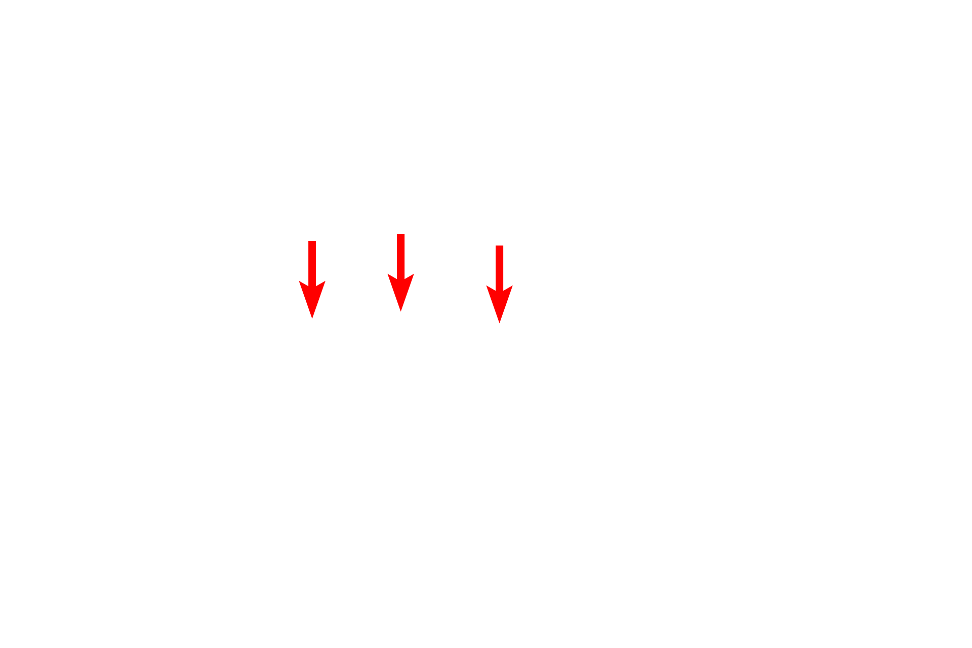 - Outer mitochondrial membrane <p>The mitochondrion is composed of two unit membranes, the inner one of which is folded to form cristae, which project into the central matrix of the mitochondrion.  The cristae provide for increased surface area for the placement of the enzymes of the respiratory chain carrying out oxidative phosphorylation.  60,000x</p>
