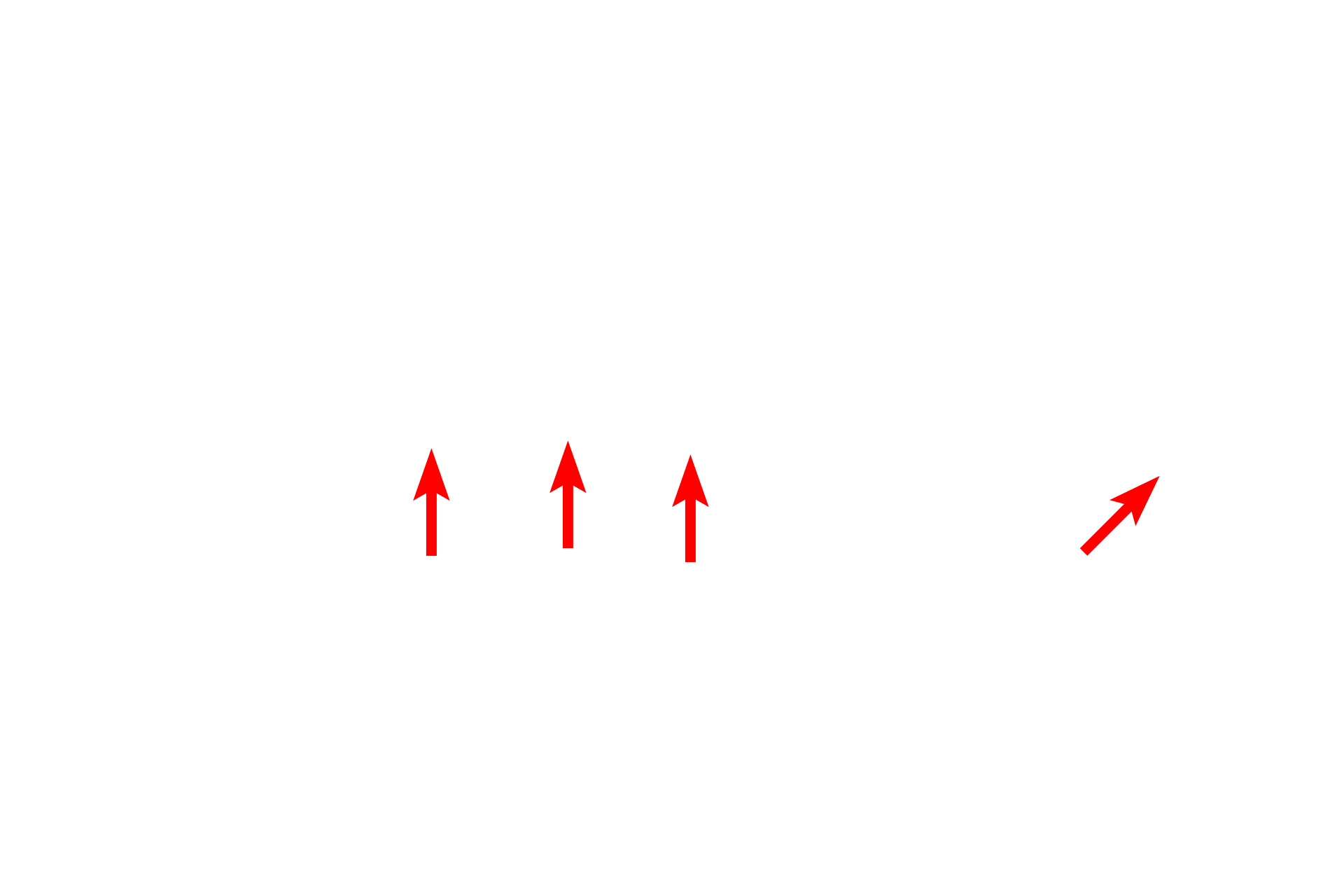  - Inner mitochondria membrane <p>The mitochondrion is composed of two unit membranes, the inner one of which is folded to form cristae, which project into the central matrix of the mitochondrion.  The cristae provide for increased surface area for the placement of the enzymes of the respiratory chain carrying out oxidative phosphorylation.  60,000x</p>
