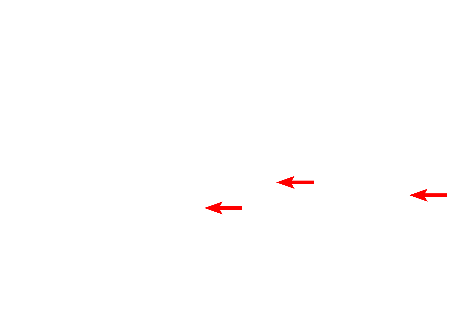  -- Cristae <p>The mitochondrion is composed of two unit membranes, the inner one of which is folded to form cristae, which project into the central matrix of the mitochondrion.  The cristae provide for increased surface area for the placement of the enzymes of the respiratory chain carrying out oxidative phosphorylation.  60,000x</p>
