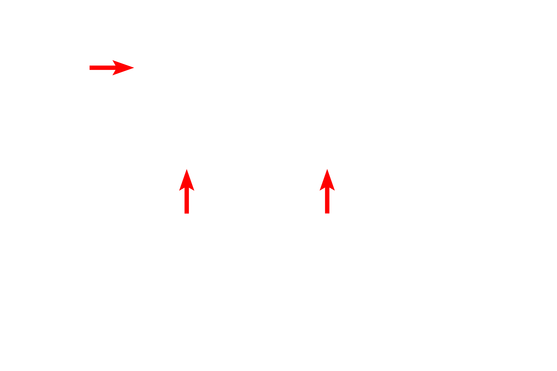 RER <p>The mitochondrion is composed of two unit membranes, the inner one of which is folded to form cristae, which project into the central matrix of the mitochondrion.  The cristae provide for increased surface area for the placement of the enzymes of the respiratory chain carrying out oxidative phosphorylation.  60,000x</p>
