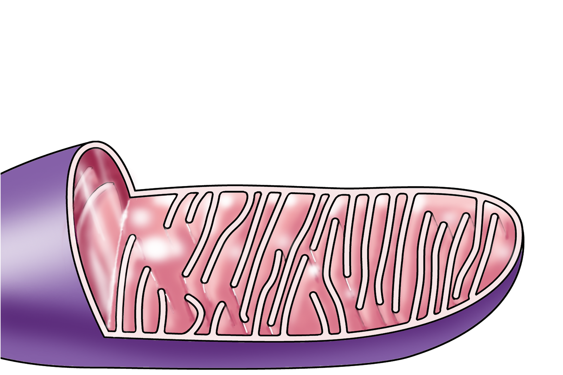 Illustration <p>The mitochondrion is composed of two unit membranes, the inner one of which is folded to form cristae, which project into the central matrix of the mitochondrion.  The cristae provide for increased surface area for the placement of the enzymes of the respiratory chain carrying out oxidative phosphorylation.  60,000x</p>
