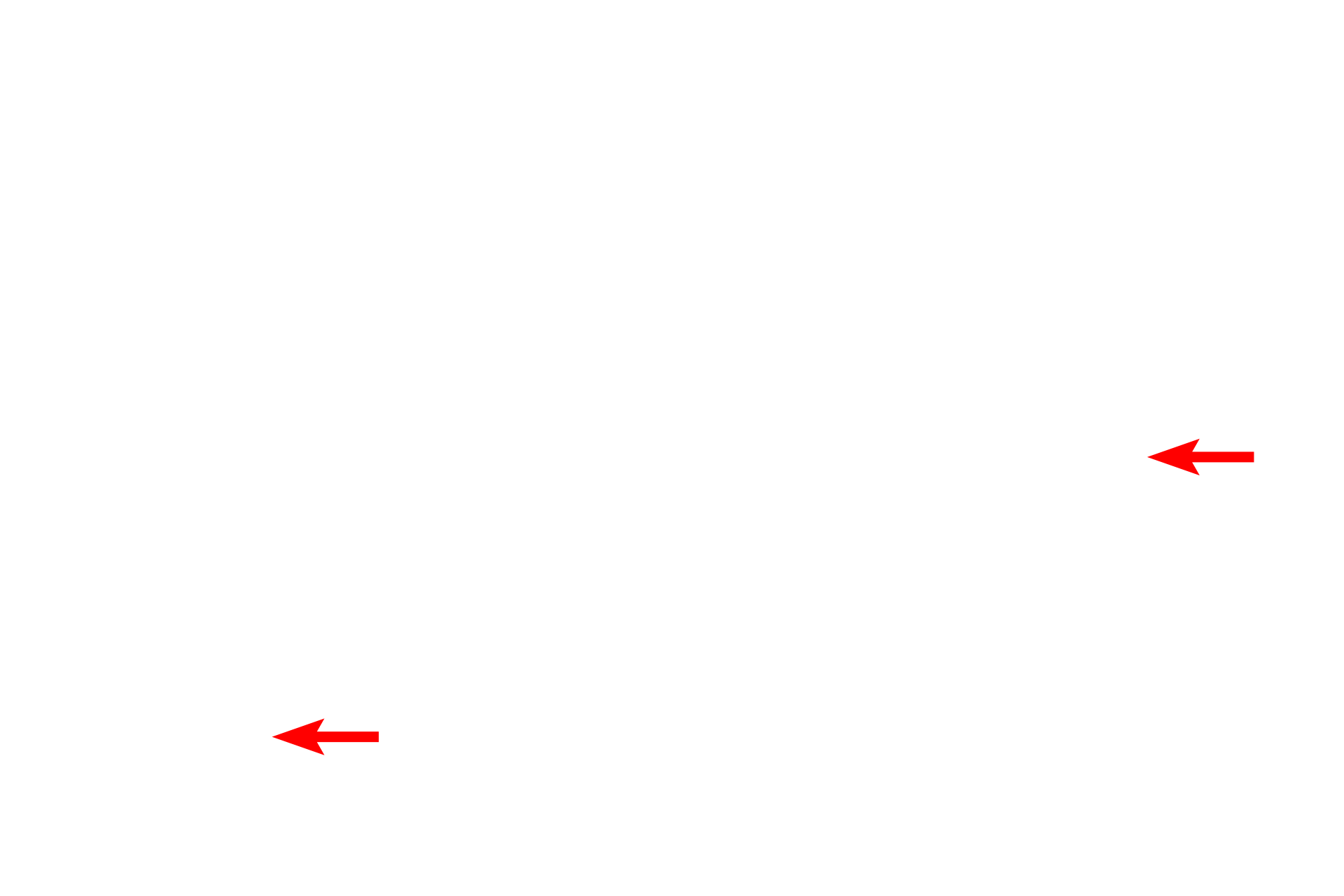 RER <p>Shape and size of mitochondria are highly variable.  Mitochondria can be ellipsoid to filamentous and up to 10 microns in length.  Mitochondria can also branch.  40,000x</p>
