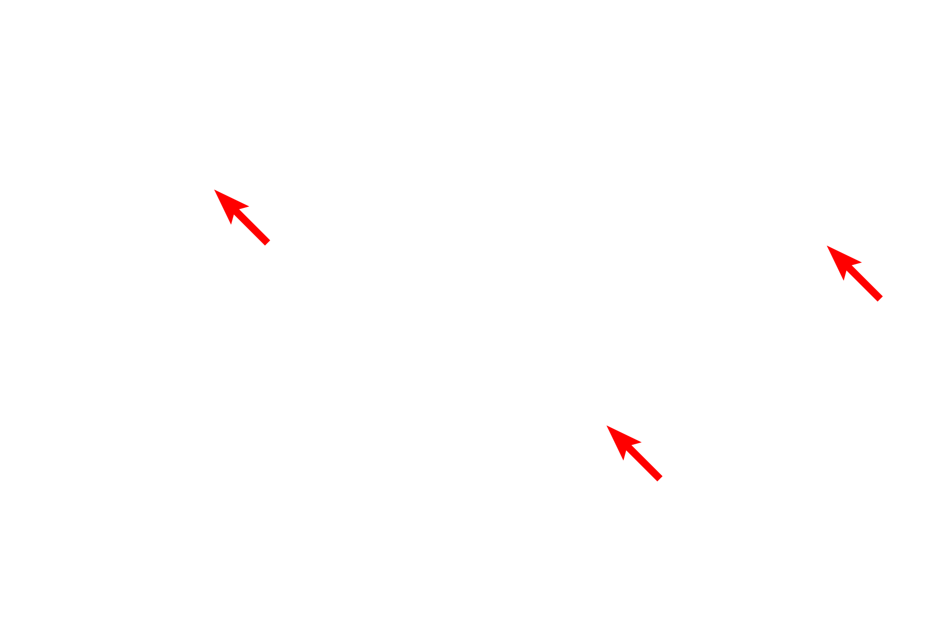 Mitochondria <p>The mitochondria present in this electron micrograph possess tubular cristae rather than the flattened shelf-like cristae which are present in most cells.  Mitochondria with tubular cristae are a common feature of most steroid-producing cells.  40,000x</p>
