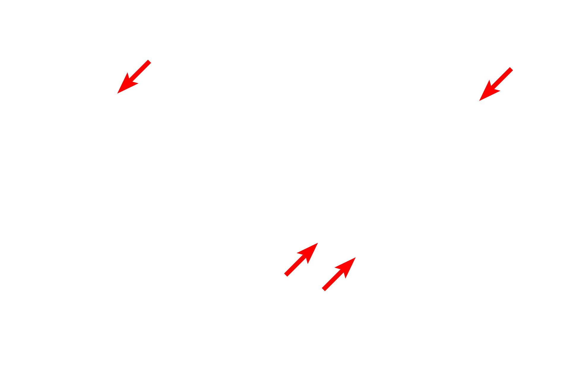  - Tubular cristae <p>The mitochondria present in this electron micrograph possess tubular cristae rather than the flattened shelf-like cristae which are present in most cells.  Mitochondria with tubular cristae are a common feature of most steroid-producing cells.  40,000x</p>
