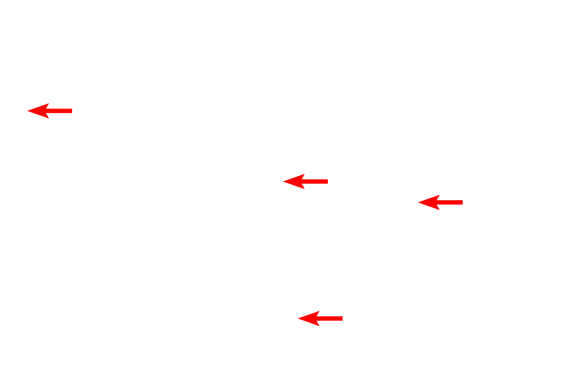 Polysomes <p>The mitochondria present in this electron micrograph possess tubular cristae rather than the flattened shelf-like cristae which are present in most cells.  Mitochondria with tubular cristae are a common feature of most steroid-producing cells.  40,000x</p>
