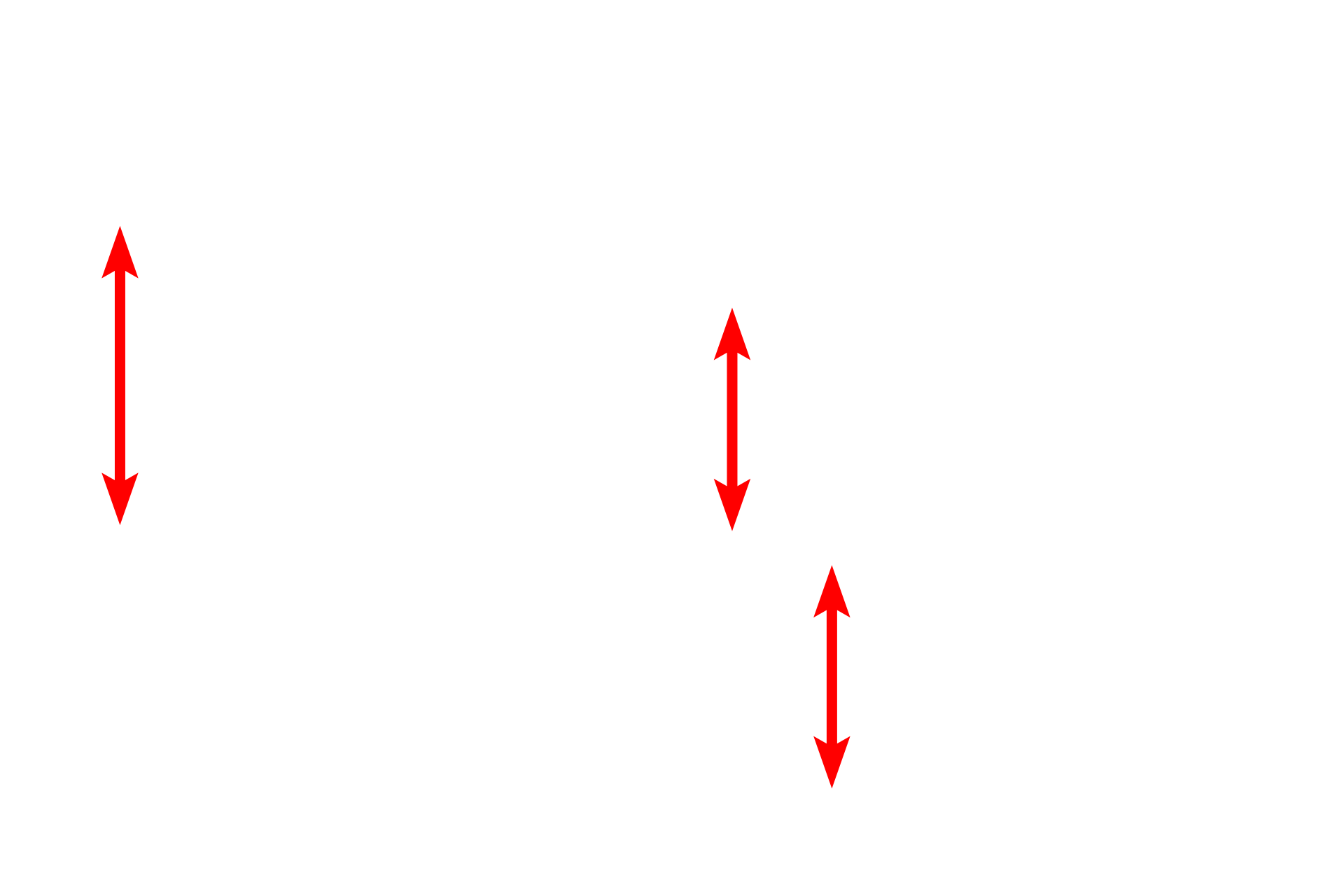 Mitochondria <p>Mitochondria in most steroid-secreting cells have tubular cristae rather than shelf-like cristae seen in mitochondria in other cells.  As with the shelf-like cristae, tubular cristae are formed by invaginations of the inner mitochondrial membrane.  Also prominent in this micrograph is abundant SER, another feature common in steroid-producing cells.  Adrenal cortex  40,000x</p>
