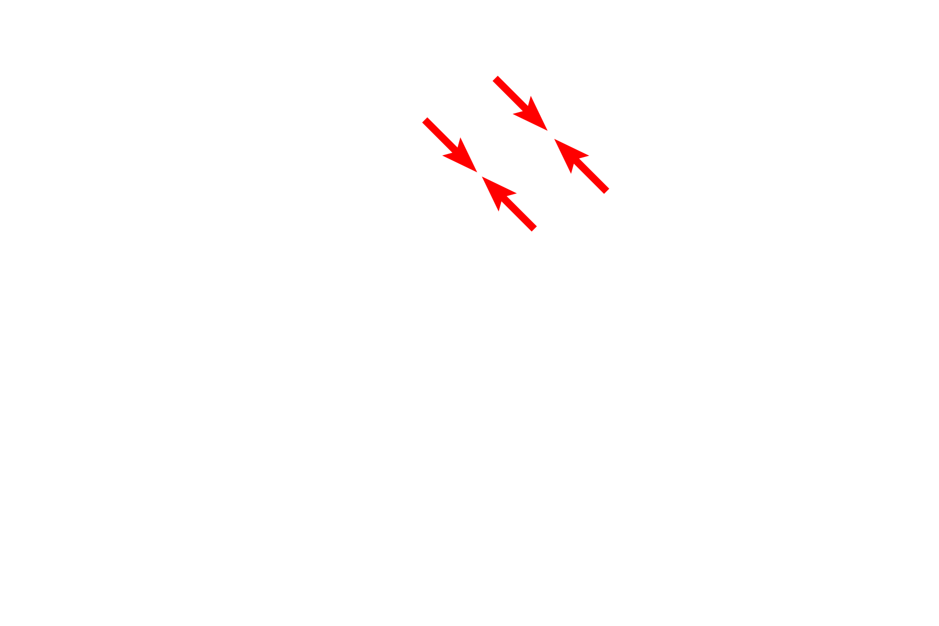  - Nuclear envelope <p>This image shows the inner and outer nuclear membranes and the intervening perinuclear space.  The outer membrane possesses ribosomes and is continuous with the rough endoplasmic reticulum (RER).  30,000x</p>
