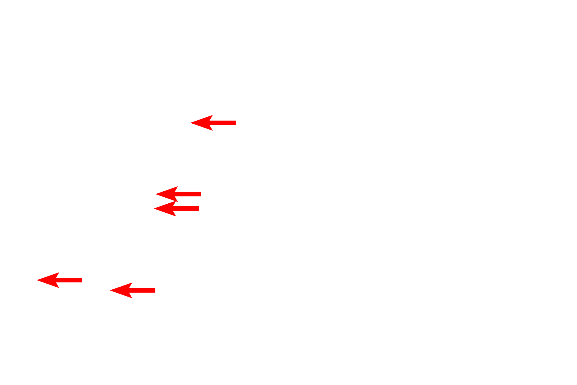  - Ribosomes <p>The outer membrane possesses ribosomes and is continuous with the RER (blue arrow). Smooth endoplasmic reticulum and mitochondria are visible in the cytoplasm.</p>
