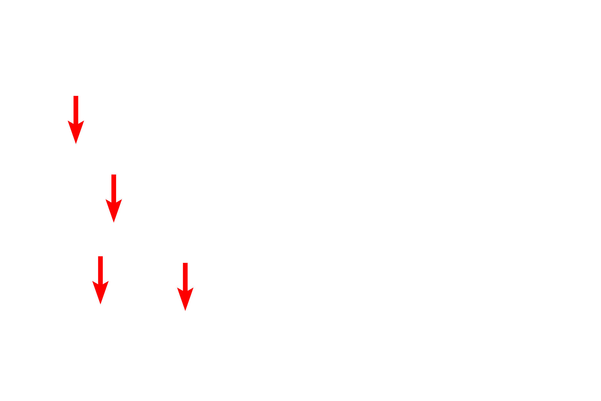 Cytoplasmic organelles <p>This freeze fracture image of a lymphocyte shows a fracture plane where separation has occurred between the outer nuclear membrane and the inner nuclear membrane, thereby revealing the perinuclear space around the nucleus.  Organelles, e.g., mitochondria and vesicles, are also visible in the cytoplasm.  12,000x</p>

