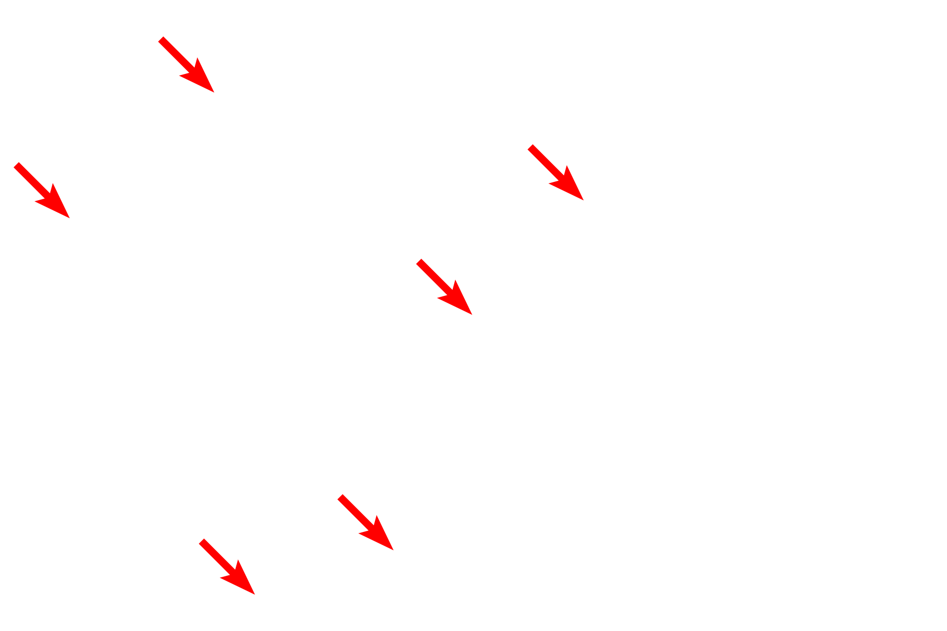 Plasma membrane <p>This freeze fracture image of a lymphocyte shows a fracture plane where separation has occurred between the outer nuclear membrane and the inner nuclear membrane, thereby revealing the perinuclear space around the nucleus.  Organelles, e.g., mitochondria and vesicles, are also visible in the cytoplasm.  12,000x</p>
