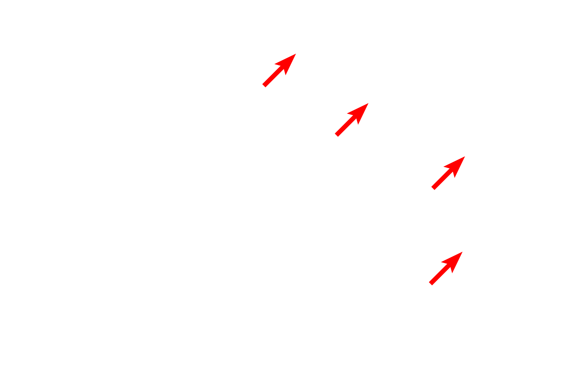 RER <p>The nuclear envelope contains openings called nuclear pores, which consist of a complex of proteins encircling an opening.  Nuclear pores regulate the bi-directional transit of materials between the cytoplasm and nucleus.  In this image, six pores are visible and are marked by sites where the perinuclear space is obscured and the heterochromatin is interrupted.  38,000x</p>
