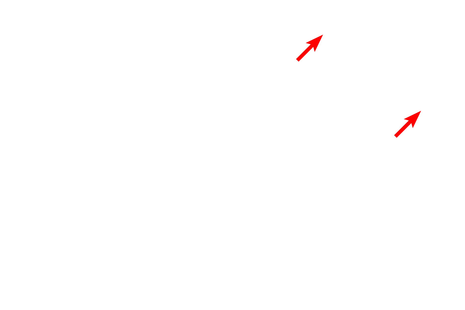 Mitochondria <p>The nuclear envelope contains openings called nuclear pores, which consist of a complex of proteins encircling an opening.  Nuclear pores regulate the bi-directional transit of materials between the cytoplasm and nucleus.  In this image, six pores are visible and are marked by sites where the perinuclear space is obscured and the heterochromatin is interrupted.  38,000x</p>
