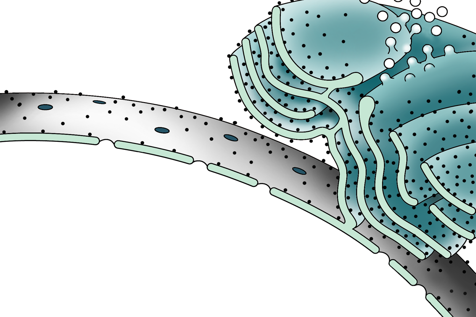 Illustration <p>The nuclear envelope contains openings called nuclear pores, which consist of a complex of proteins encircling an opening.  Nuclear pores regulate the bi-directional transit of materials between the cytoplasm and nucleus.  In this image, six pores are visible and are marked by sites where the perinuclear space is obscured and the heterochromatin is interrupted.  38,000x</p>
