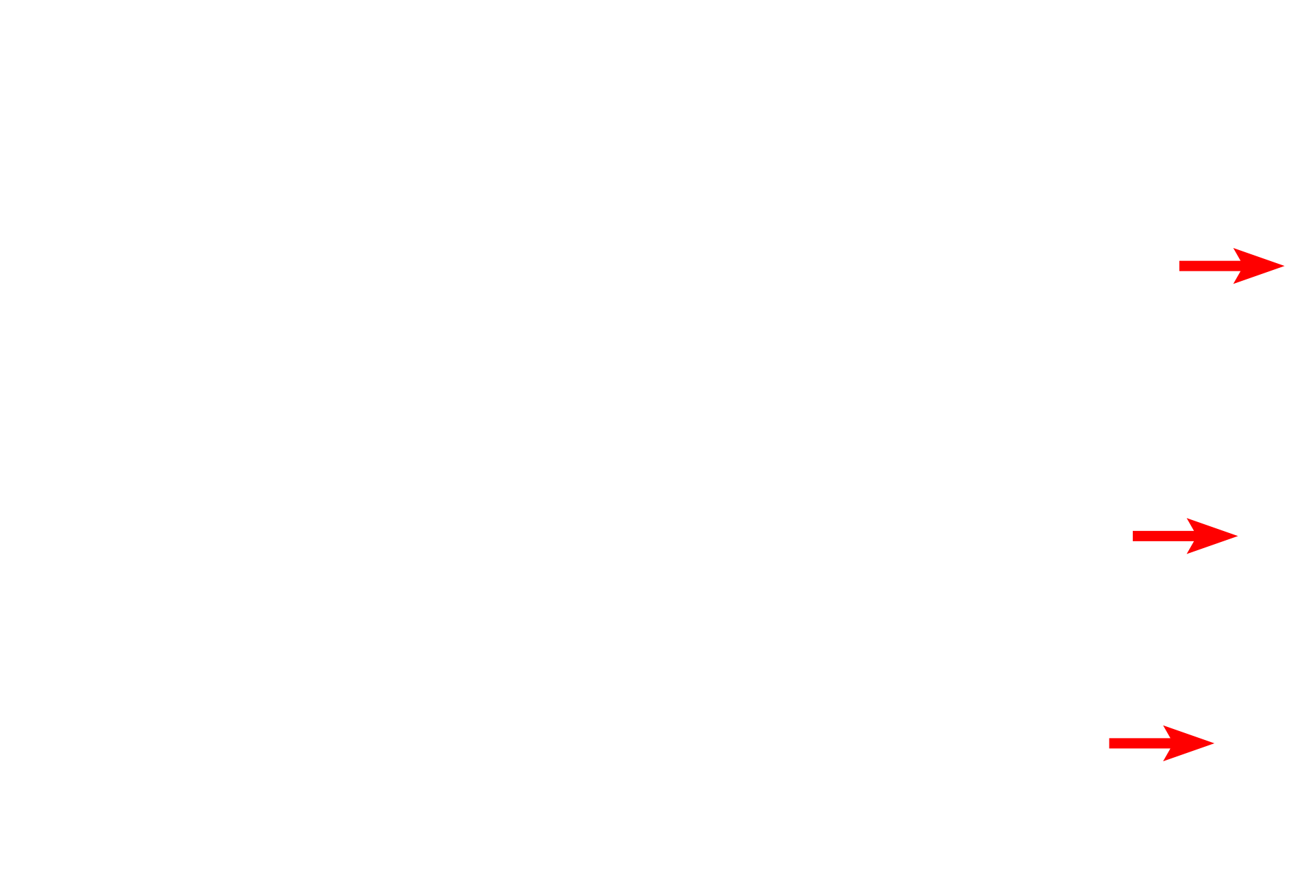 RER <p>Three regions of the nucleolus are visible in this electron micrograph.  The pale areas are the nucleolar organizing centers.  The most dense areas are the pars fibrosa, which contain newly synthesized primary transcripts of RNA genes.  The pars granulosa has a granular appearance and contains maturing ribosomal particles.  33,000x</p>
