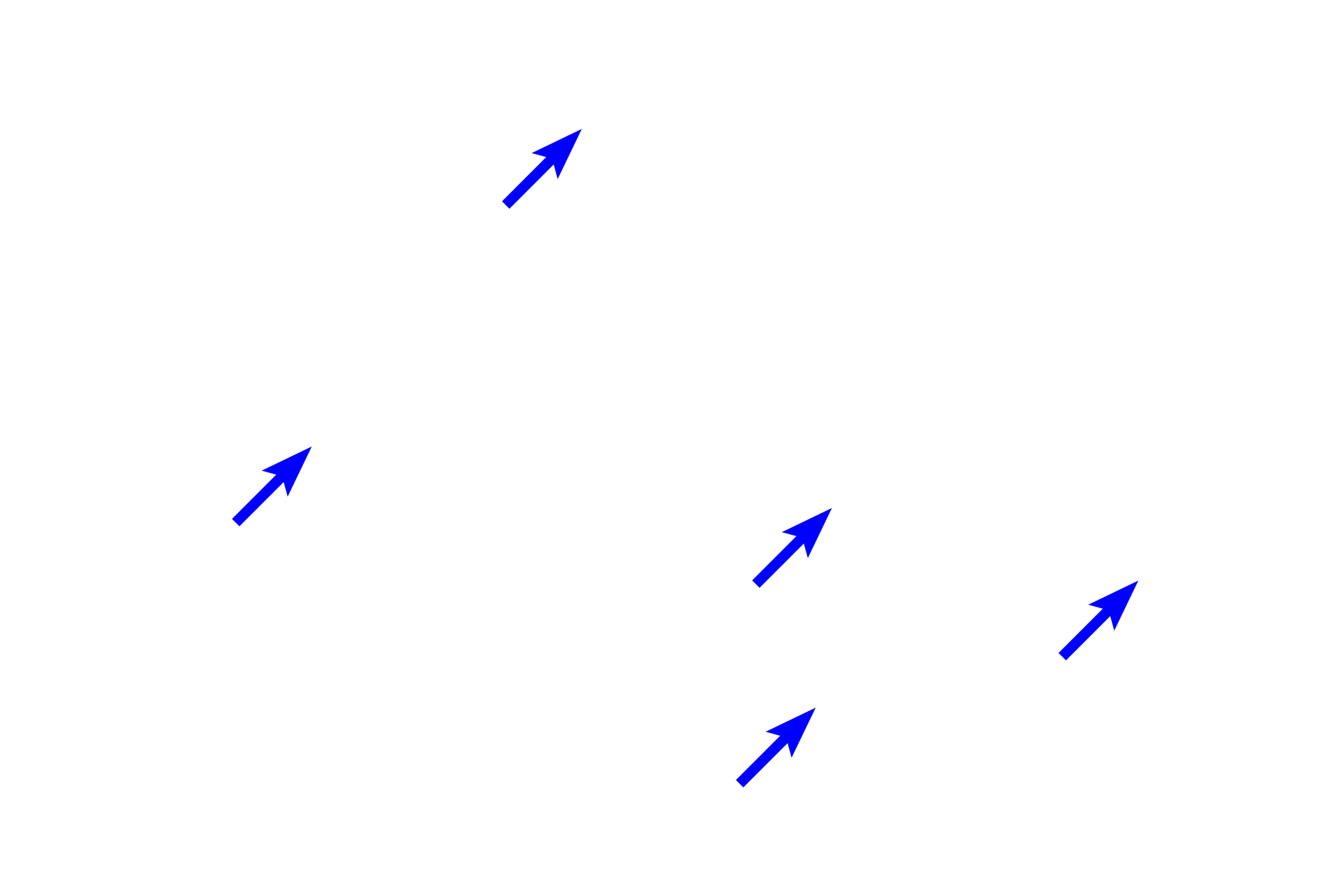 Connective tissue <p>Cardiac muscle fibers possess many of the same components as skeletal muscle, although cardiac fibers are not as heavily striated. Myofibrils in cardiac muscle fibers contain thin and thick myofilaments that are organized and function as they do in skeletal muscle fibers. Cardiac muscle fibers differ from skeletal by having centrally-located nuclei and branching fibers.</p>
