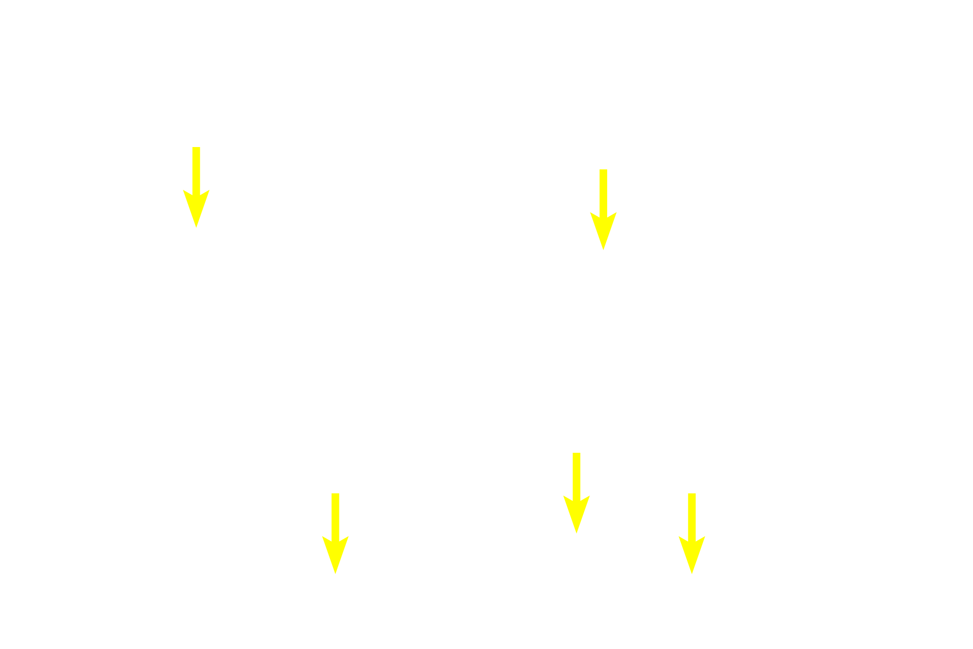 Capillaries > <p>Cardiac muscle tissue is richly supplied with capillaries.</p>
