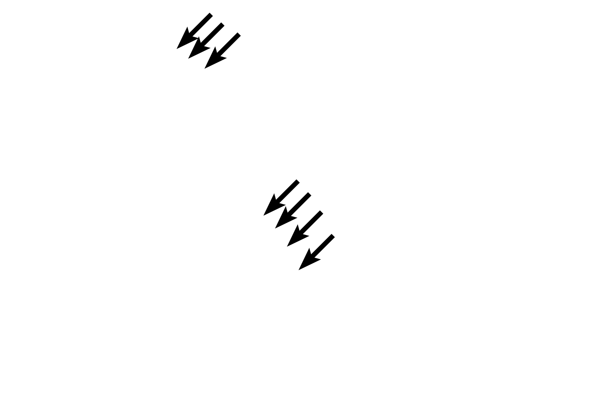 Myofibrils <p>Intercalated discs and myobrils are seen in greater detail in this high magnification image of longitudinally-sectioned cardiac muscle fibers. Intercalated discs are composed of the interdigitating plasma membranes of adjacent fibers along with adherent and communicating cell junctions. 1000x</p>
