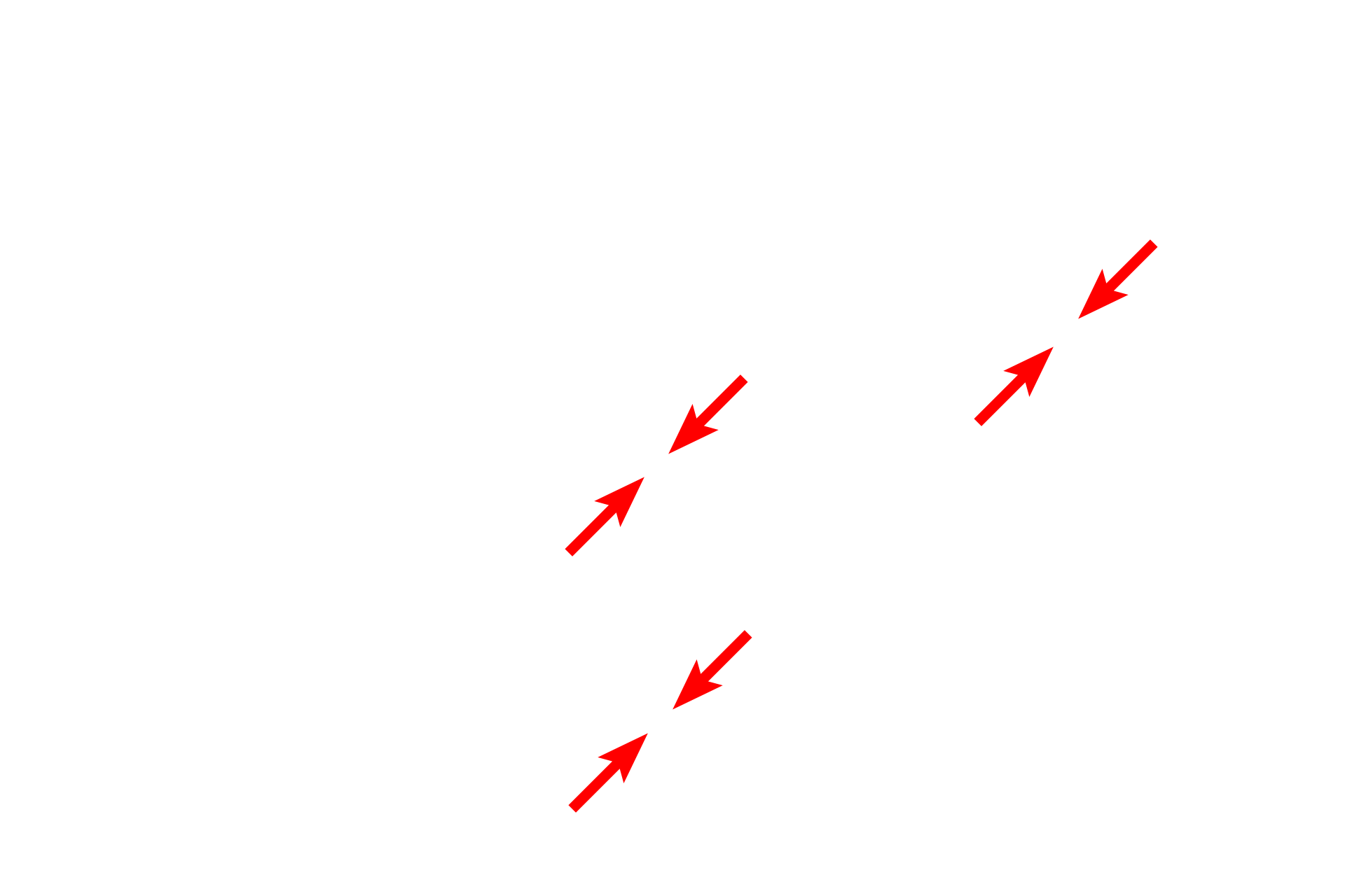  - I bands <p>The centrally located nucleus of this cardiac muscle fiber is are surrounded by myofibrils showing sarcomeres, A and I bands as well as Z and M lines. The H band is not readily apparent in this image. The alignment of the myofibrils creates the banding pattern of the entire fiber. Glycogen granules and mitochondria are also visible. 10,000x</p>
