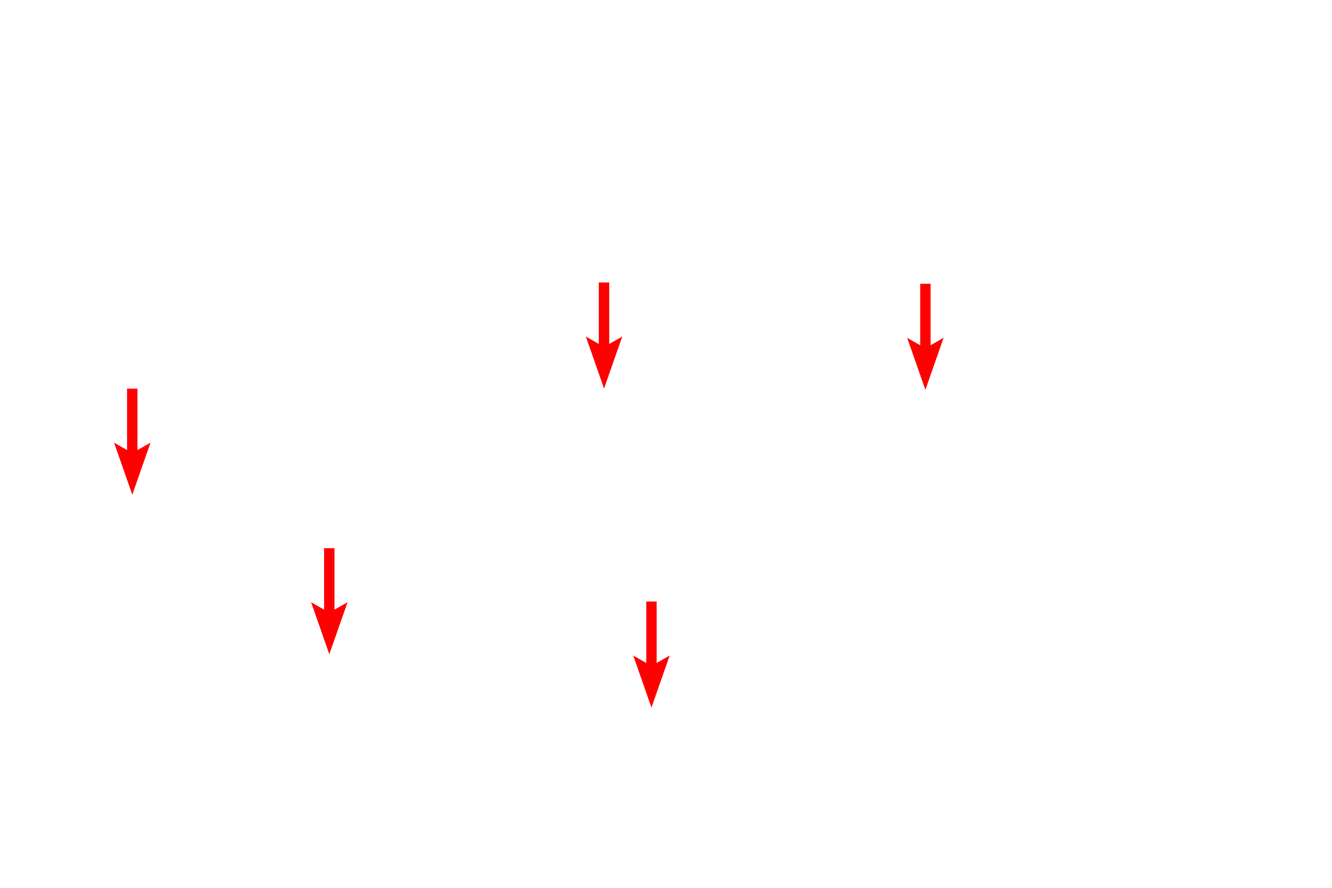  -- Z lines <p>The centrally located nucleus of this cardiac muscle fiber is are surrounded by myofibrils showing sarcomeres, A and I bands as well as Z and M lines. The H band is not readily apparent in this image. The alignment of the myofibrils creates the banding pattern of the entire fiber. Glycogen granules and mitochondria are also visible. 10,000x</p>
