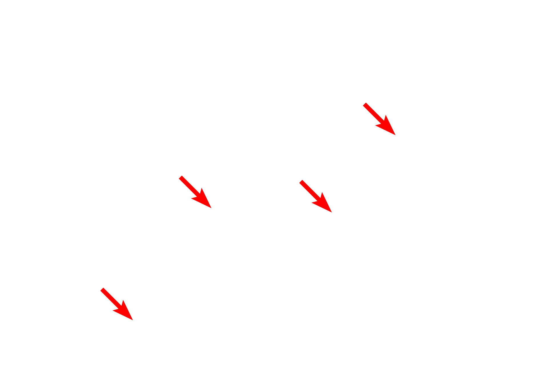 Glycogen granules <p>The centrally located nucleus of this cardiac muscle fiber is are surrounded by myofibrils showing sarcomeres, A and I bands as well as Z and M lines. The H band is not readily apparent in this image. The alignment of the myofibrils creates the banding pattern of the entire fiber. Glycogen granules and mitochondria are also visible. 10,000x</p>
