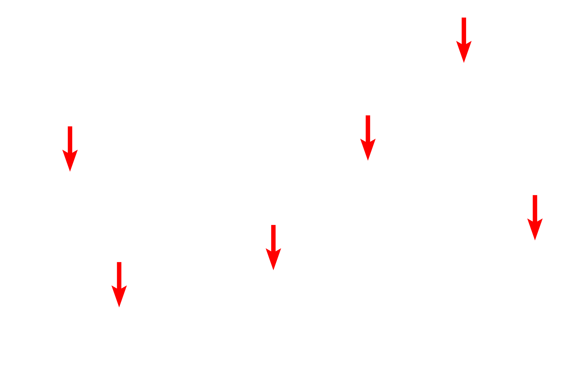 Mitochondria <p>The centrally located nucleus of this cardiac muscle fiber is are surrounded by myofibrils showing sarcomeres, A and I bands as well as Z and M lines. The H band is not readily apparent in this image. The alignment of the myofibrils creates the banding pattern of the entire fiber. Glycogen granules and mitochondria are also visible. 10,000x</p>
