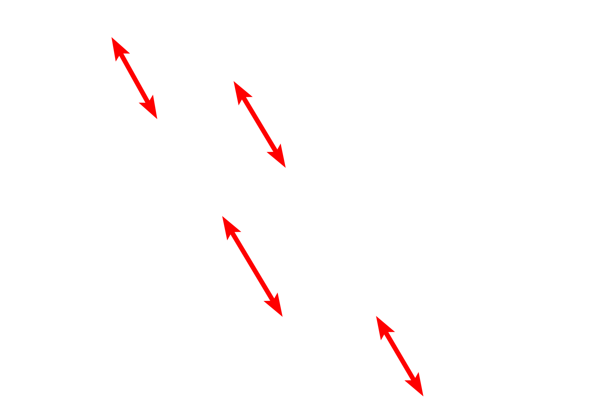 Myofibrils <p>A high magnification electron micrograph shows portions of four myofibrils. This banding pattern and the changes that occur during contraction are the same as those for skeletal muscle fibers. Note the precise alignment of the sarcomeres. 40,000x</p>
