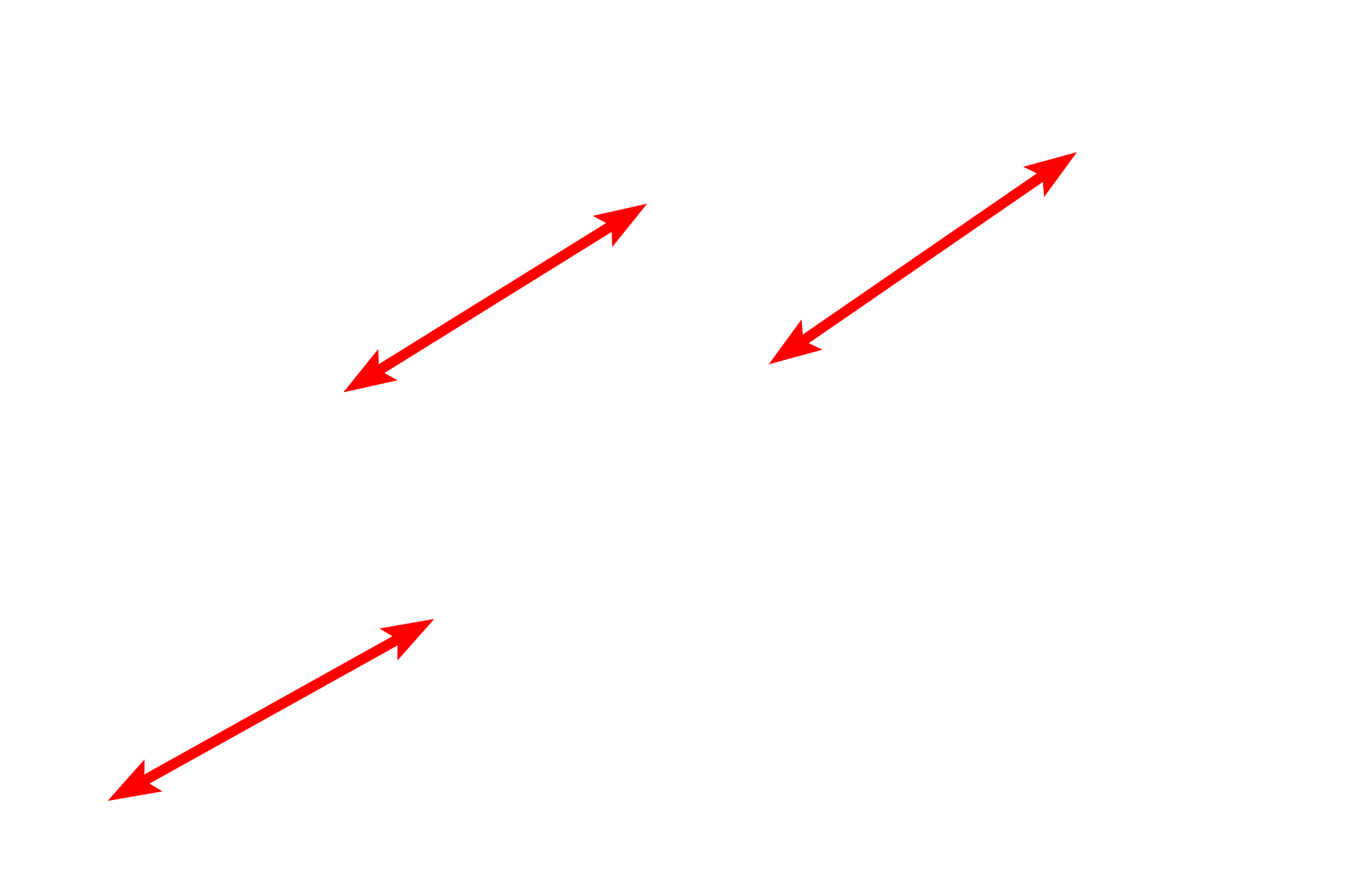 Sarcomeres <p>A high magnification electron micrograph shows portions of four myofibrils. This banding pattern and the changes that occur during contraction are the same as those for skeletal muscle fibers. Note the precise alignment of the sarcomeres. 40,000x</p>
