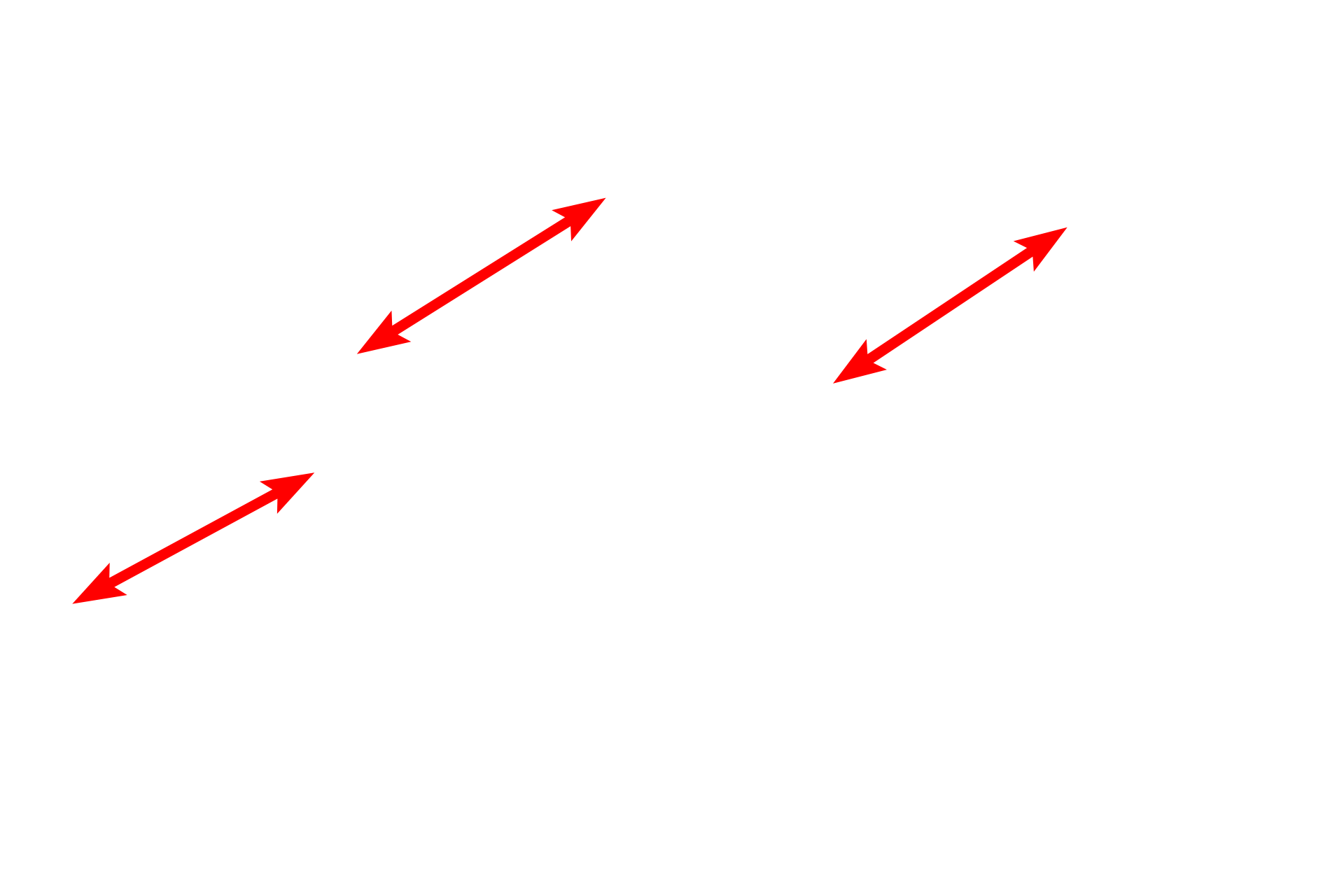 A bands > <p>The A band is composed of thick myofilaments overlapping a portion of the thin myofilaments.</p>
