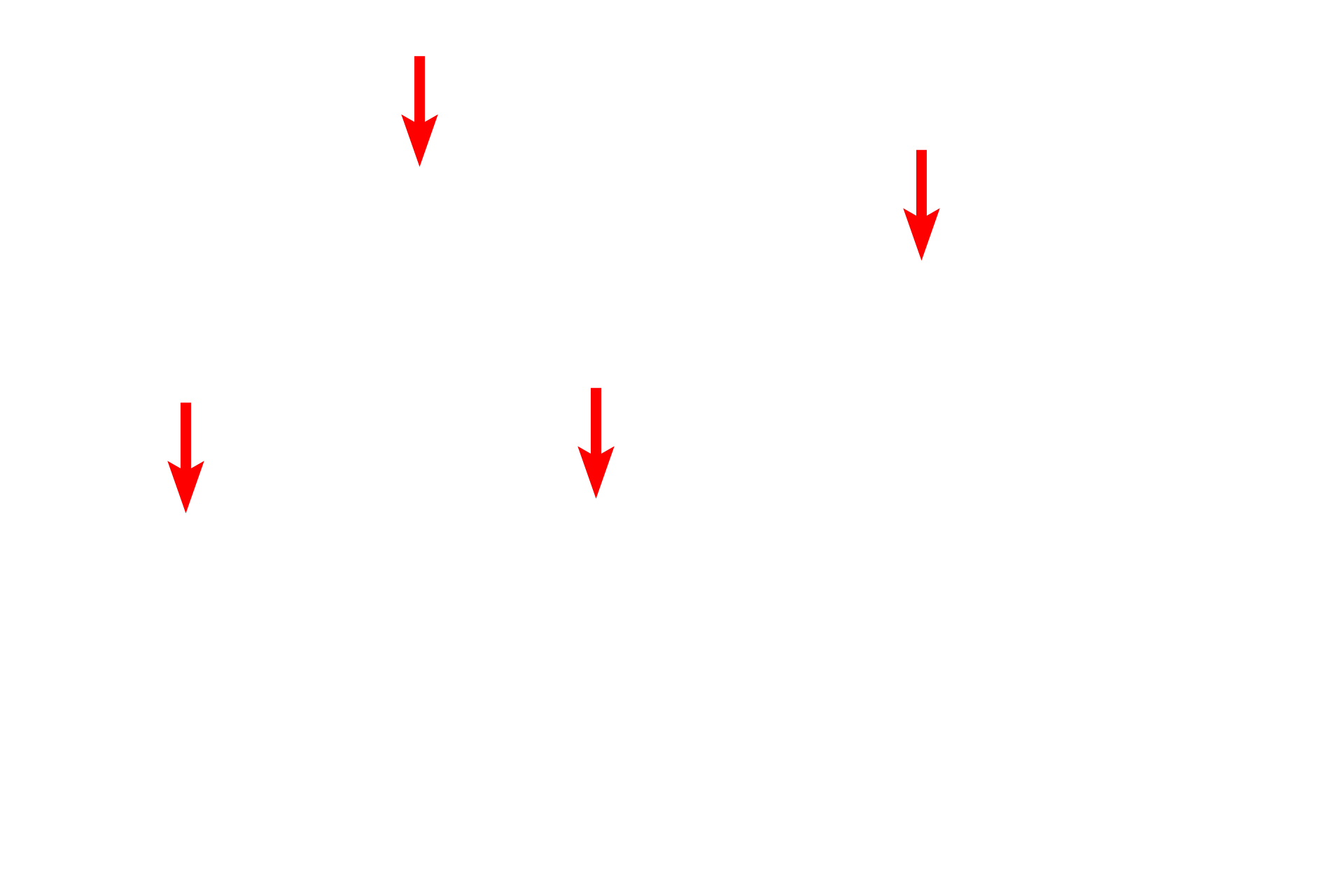  - M lines > <p>The M line bisects the H band and contains myosin-binding proteins that maintain the alignment of the thick myofilaments.</p>
